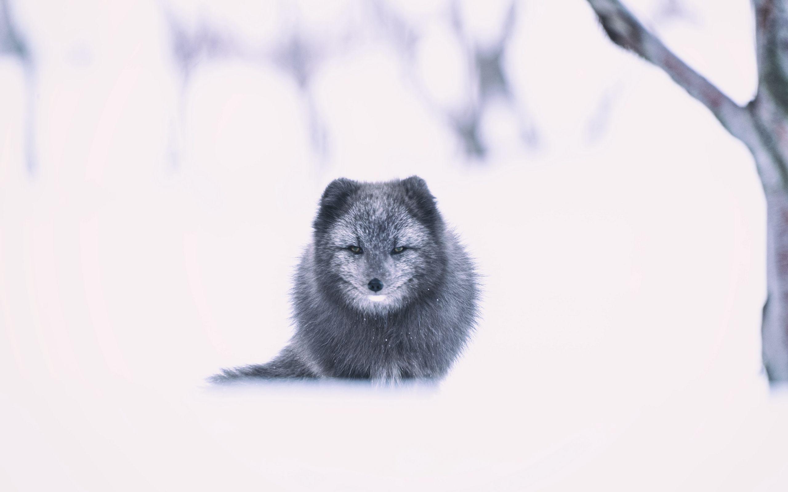 2560x1600 Download wallpaper 2560x1600 arctic fox, fox, gray, animal, snow
