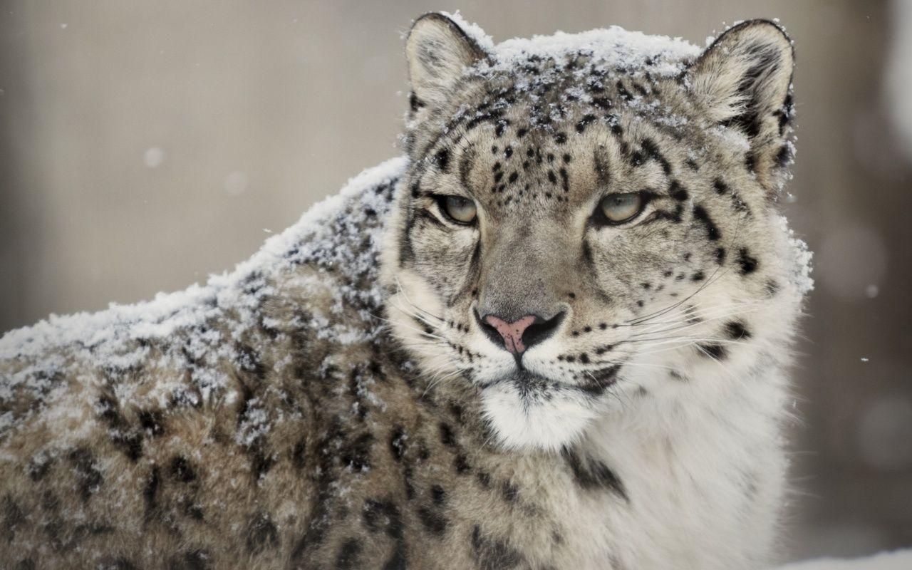 Snow Leopard Computer Wallpapers - Top Free Snow Leopard Computer ...