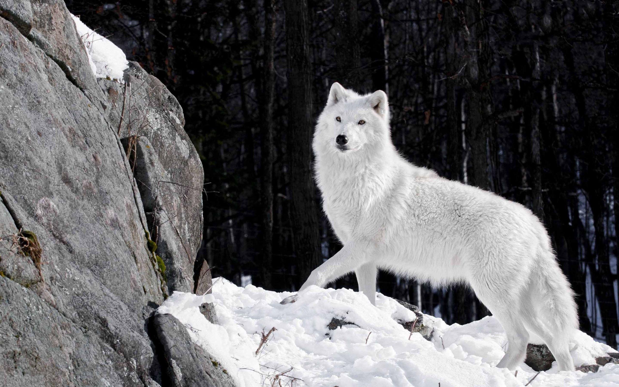 2560x1600 Best animal Mac Wallpaper Free HD Download