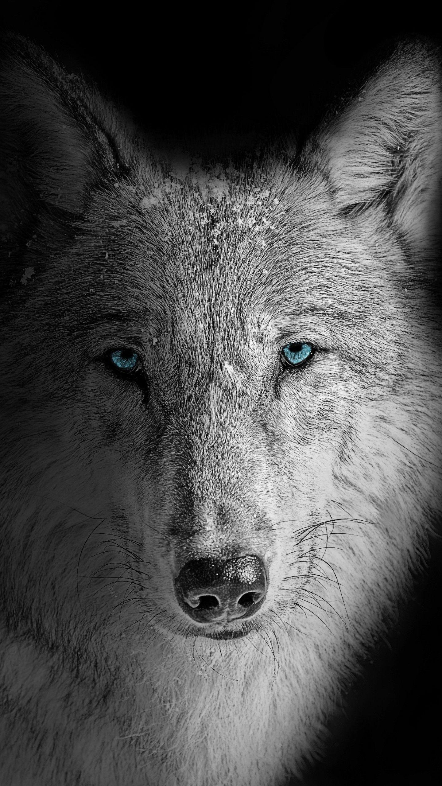 1440x2560 Wolf 4K Wallpaper, Beast, Wild, White wolf, Black background