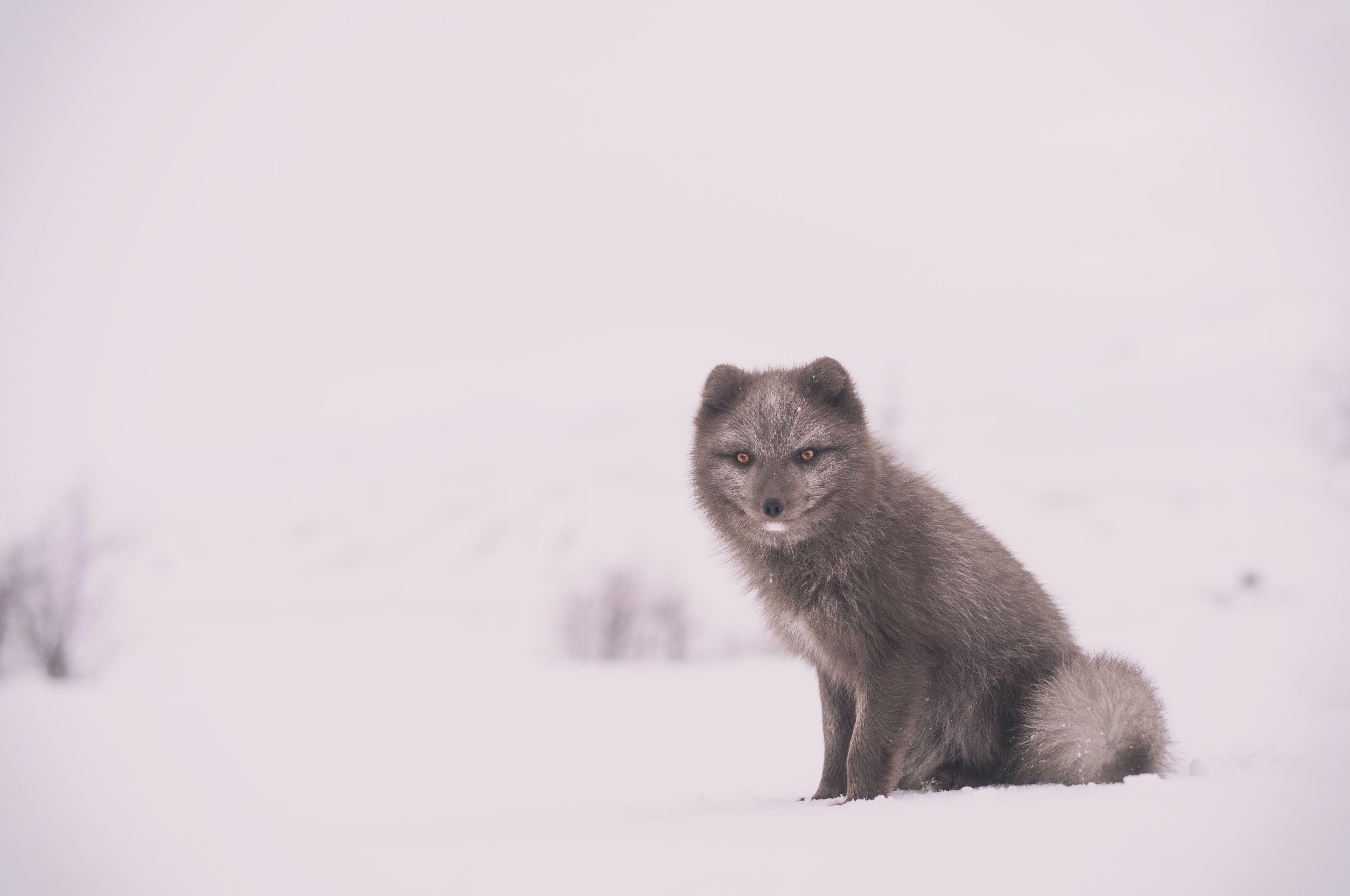 5356x3556 Arctic Fox Picture. Download Free Image