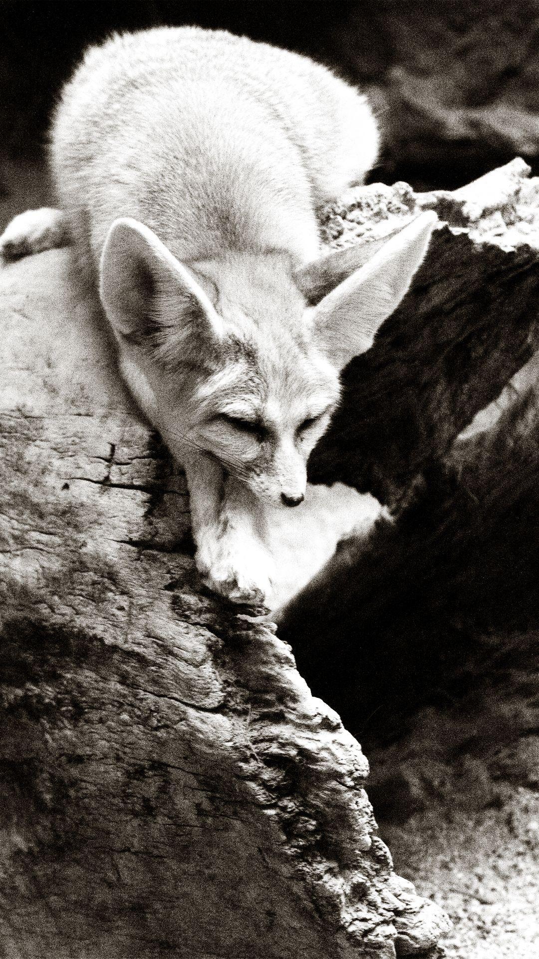 1080x1920 Fennec Fox in black and white. He was so sleepy. Photography