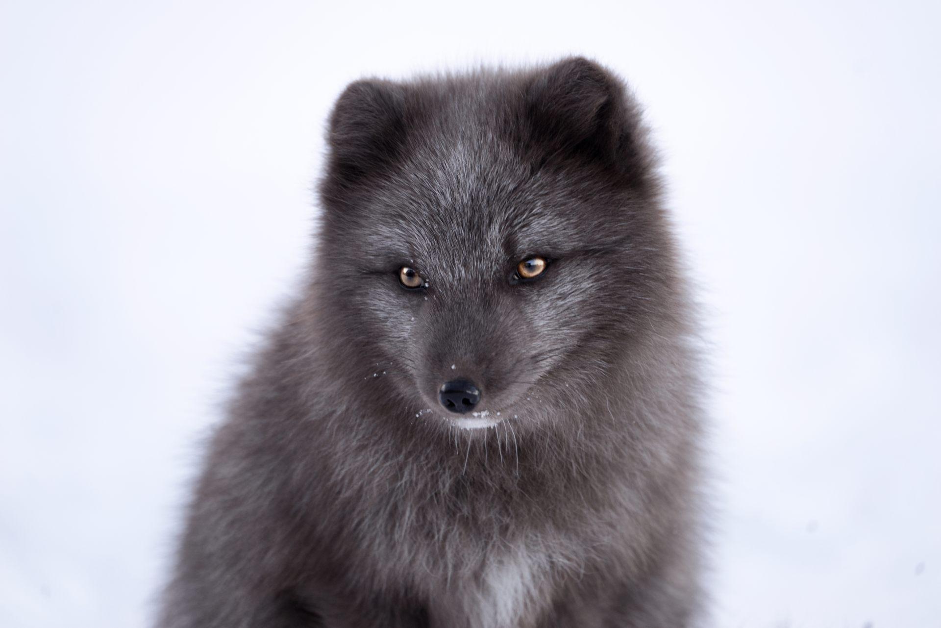 1920x1281 Arctic Fox Wallpaper. Download Free Image