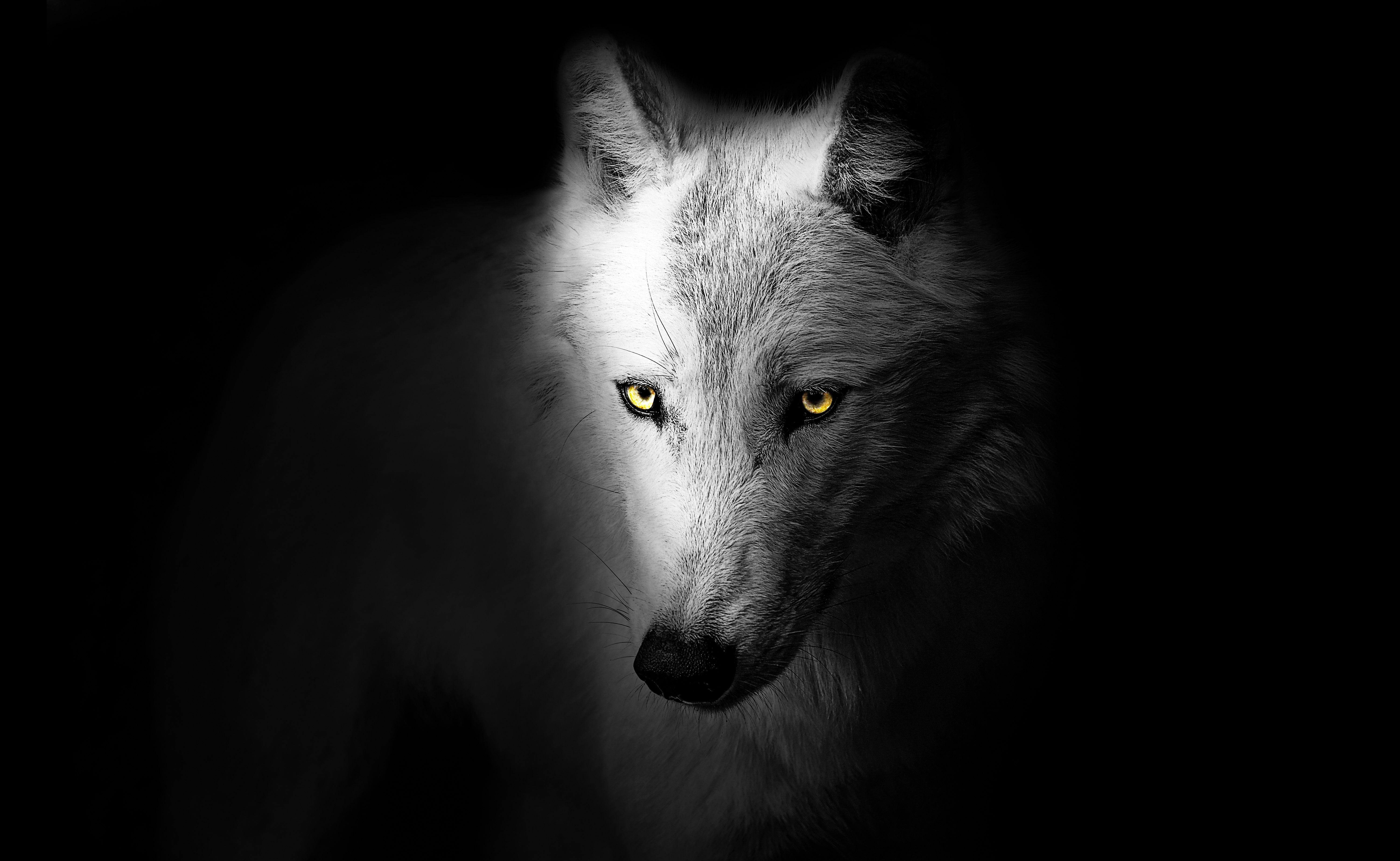 6000x3693 Wolf 4K Wallpaper, Black background, Wild, 5K, Animals