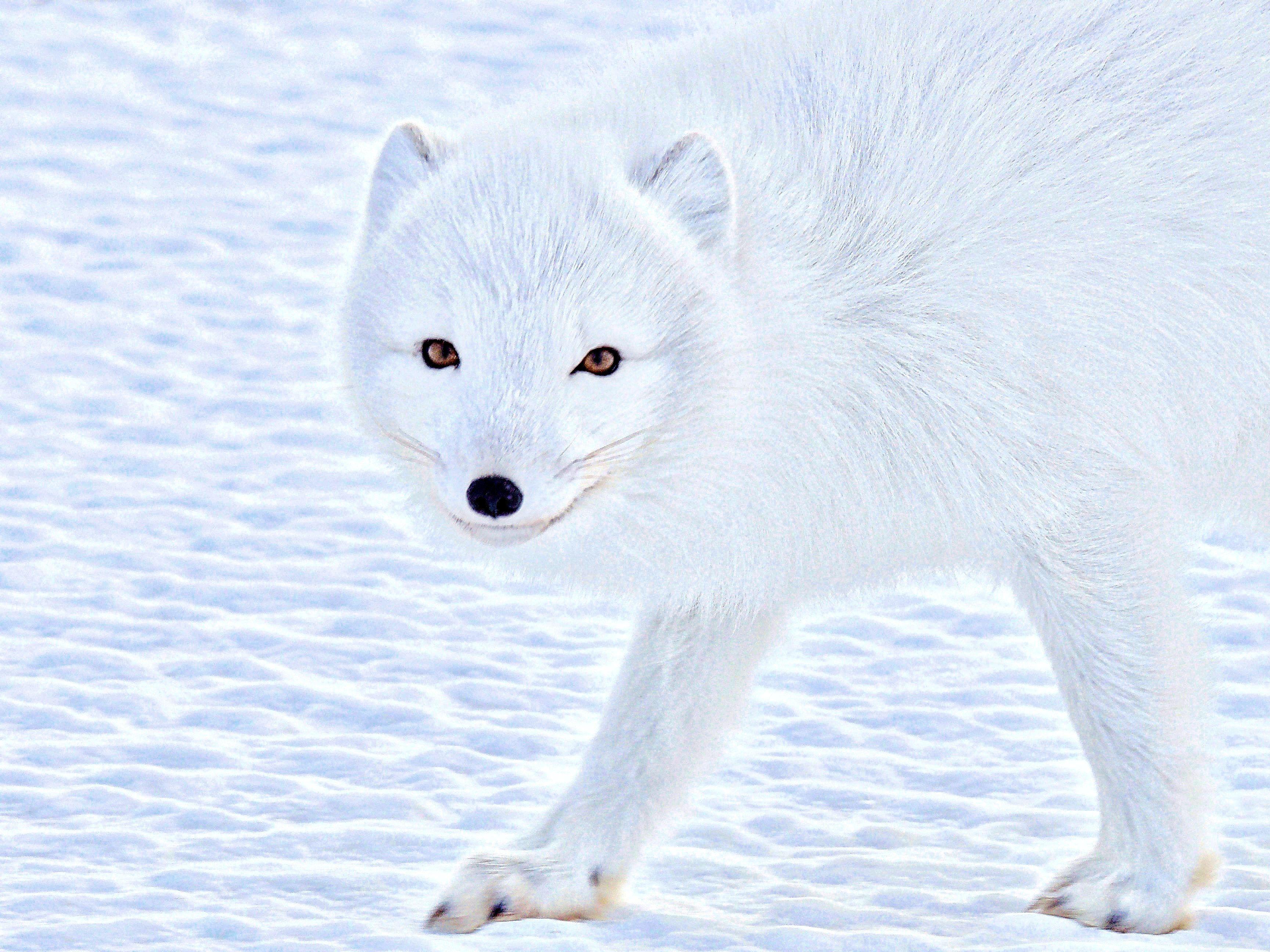 3457x2592 Arctic Fox Picture. Download Free Image
