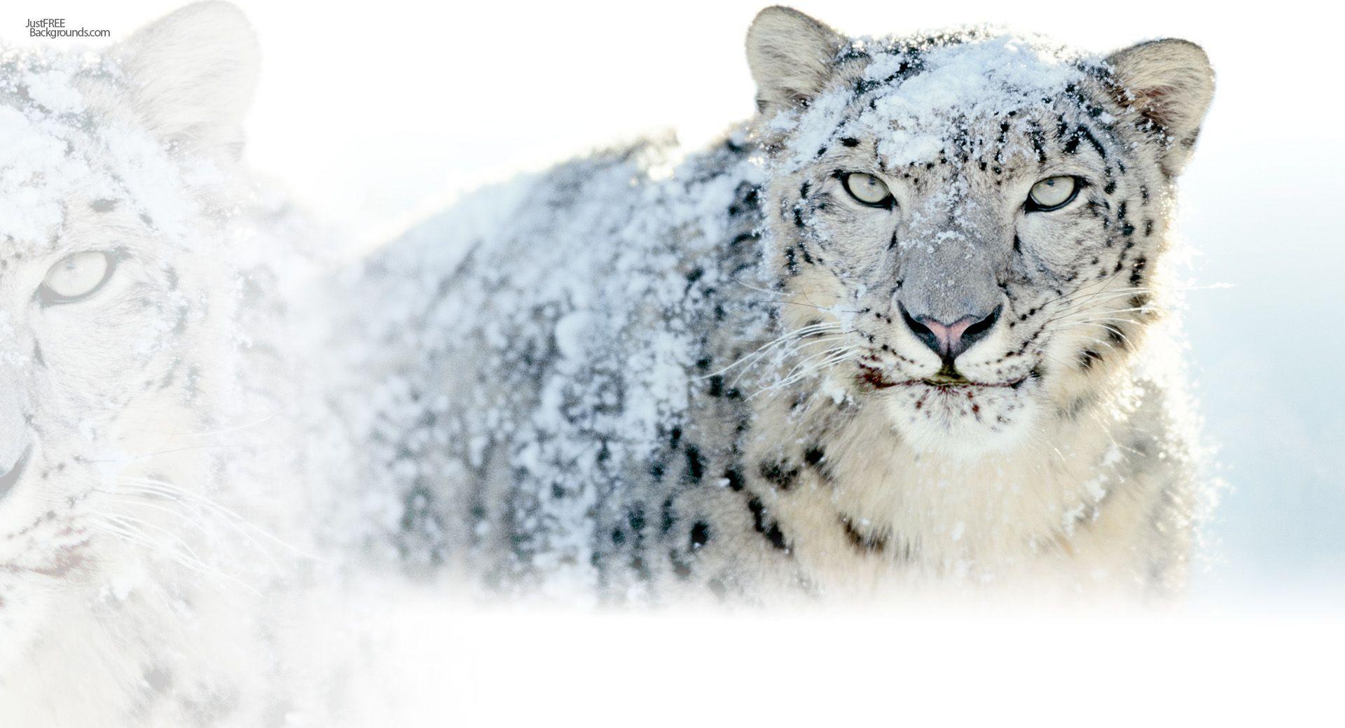 Snow Leopard Computer Wallpapers - Top Free Snow Leopard Computer ...