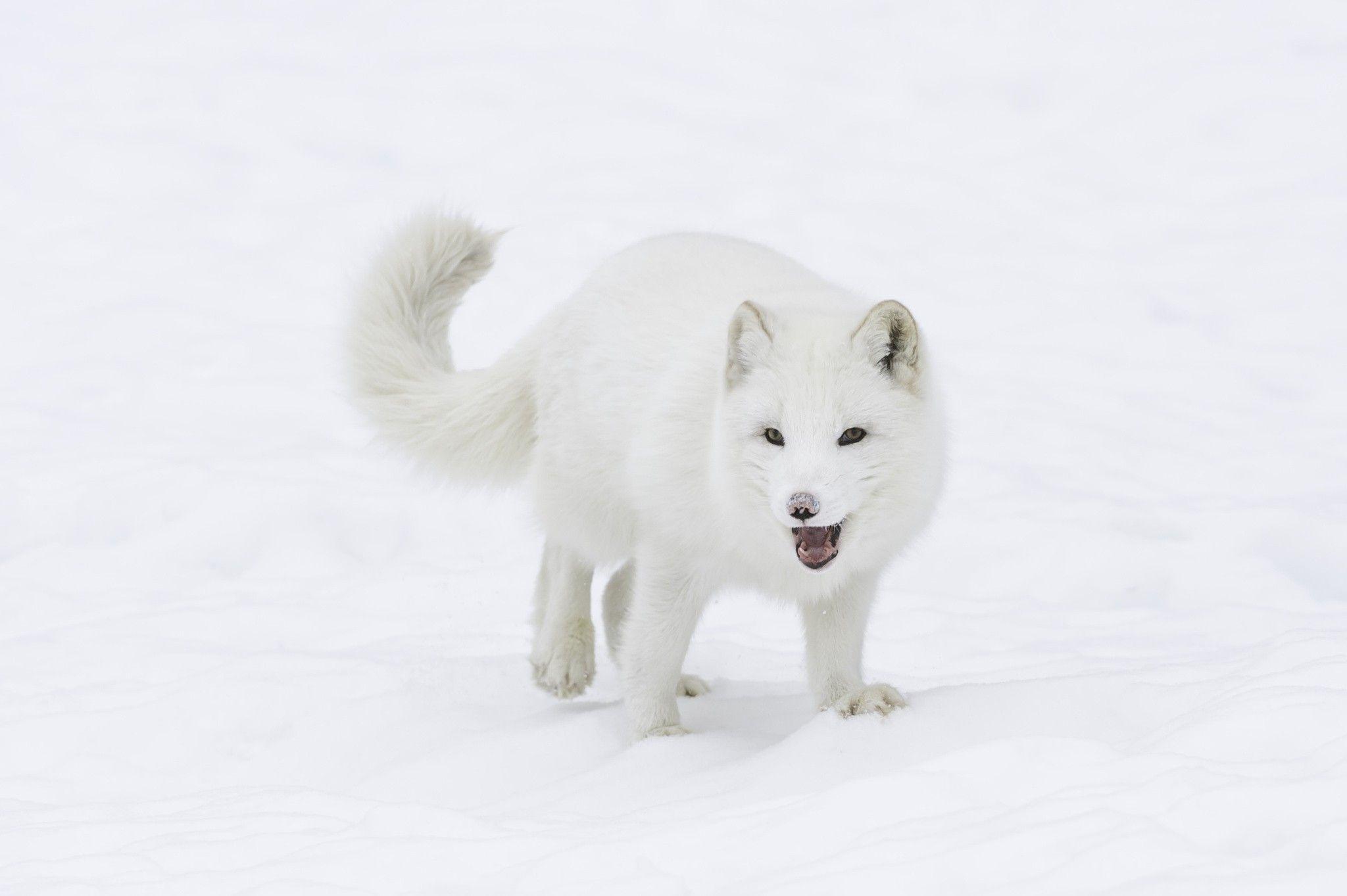 2048x1363 Arctic Fox Desktop Background. Tie Dye