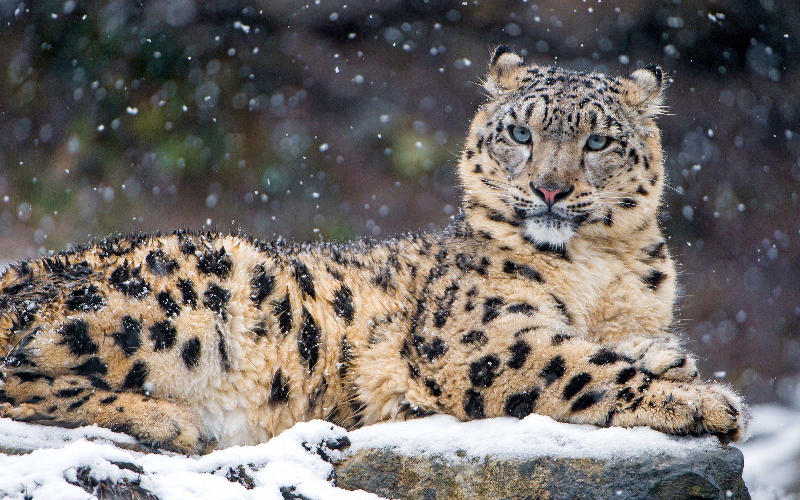 2560x1600 Snow Leopard 4K 3840x2160 Wallpaper