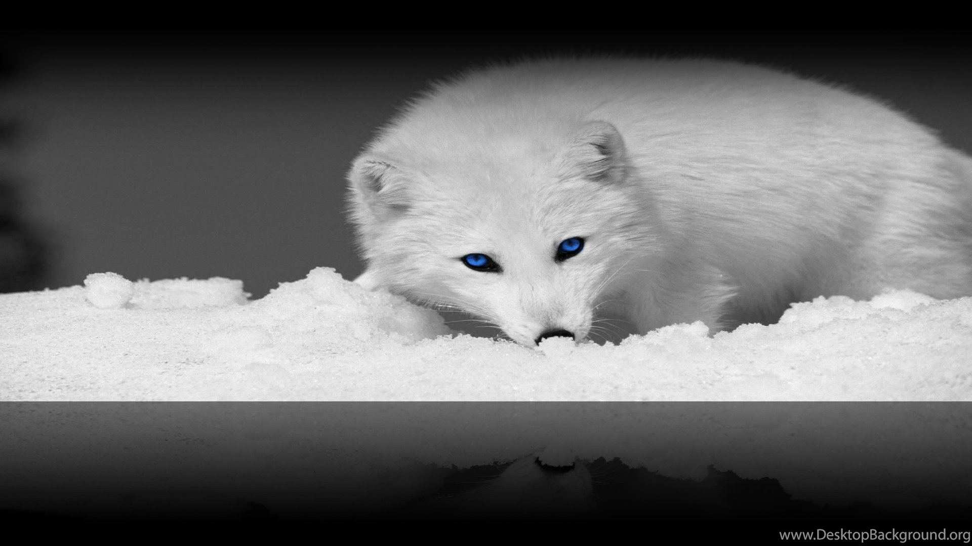 1920x1080 Arctic Fox. [ Wallpaper ] By SHAAkurAs Desktop