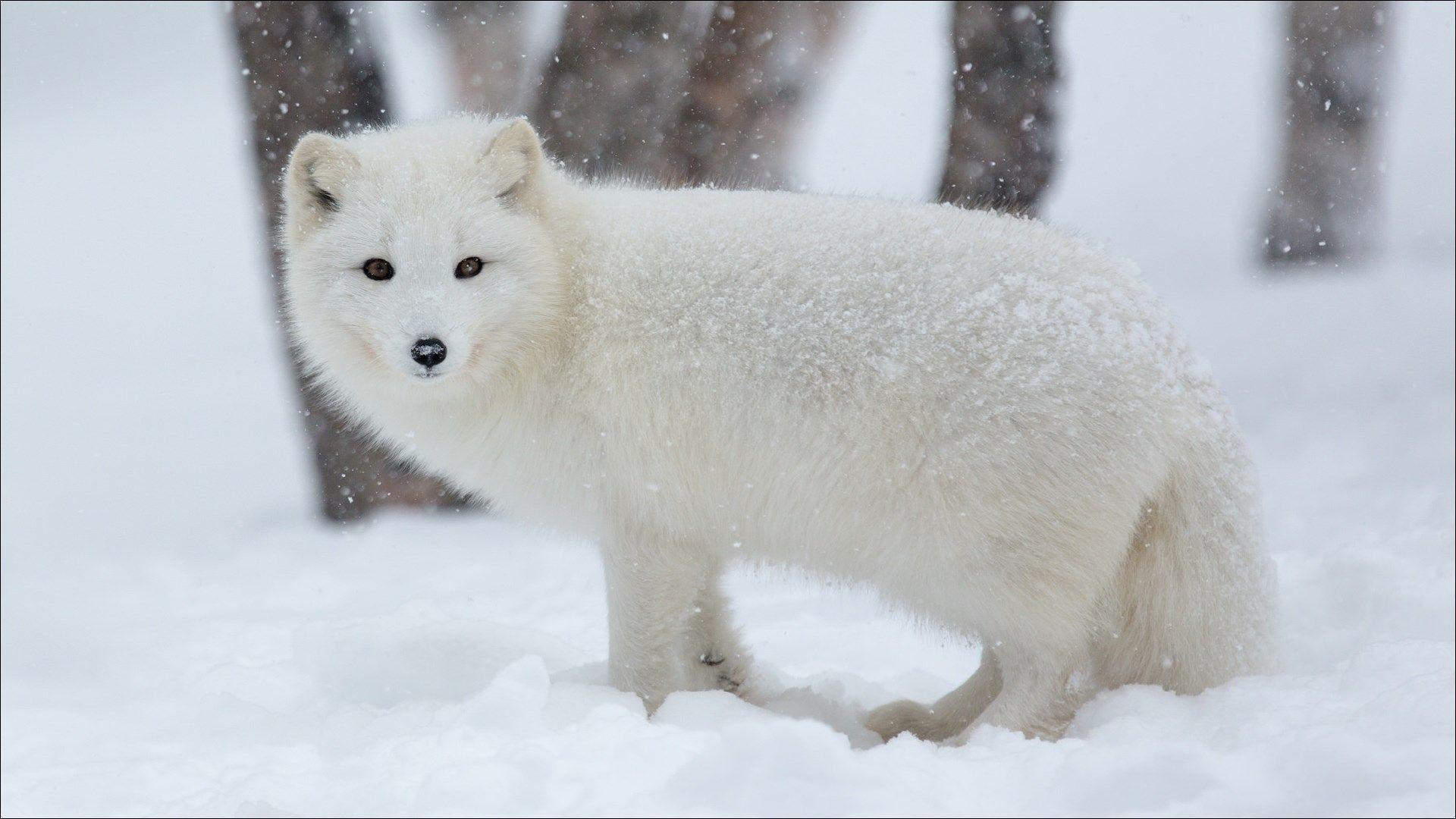 1920x1080 Arctic Fox Wallpaper
