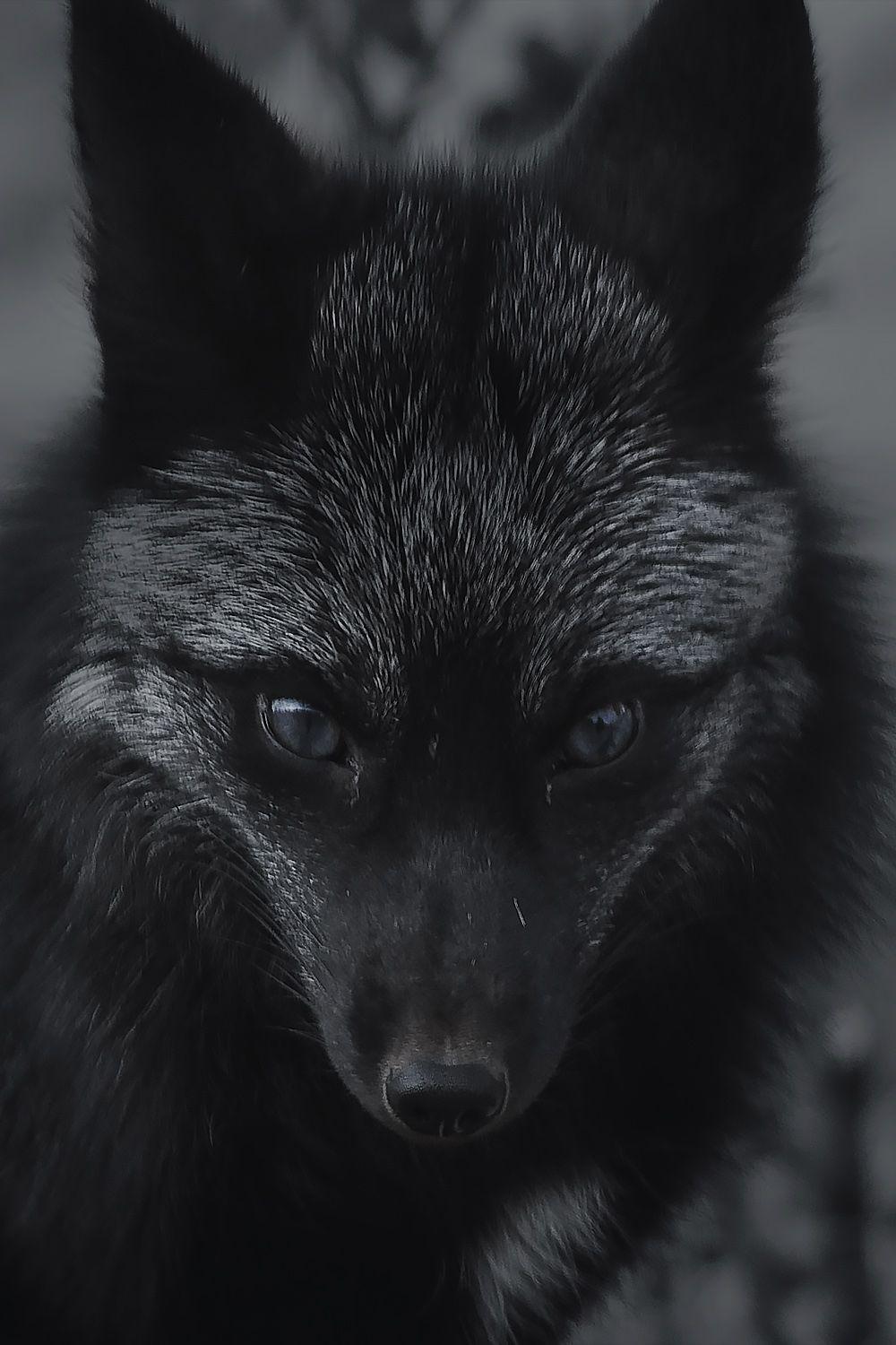 1000x1500 Black Fox Wallpaper