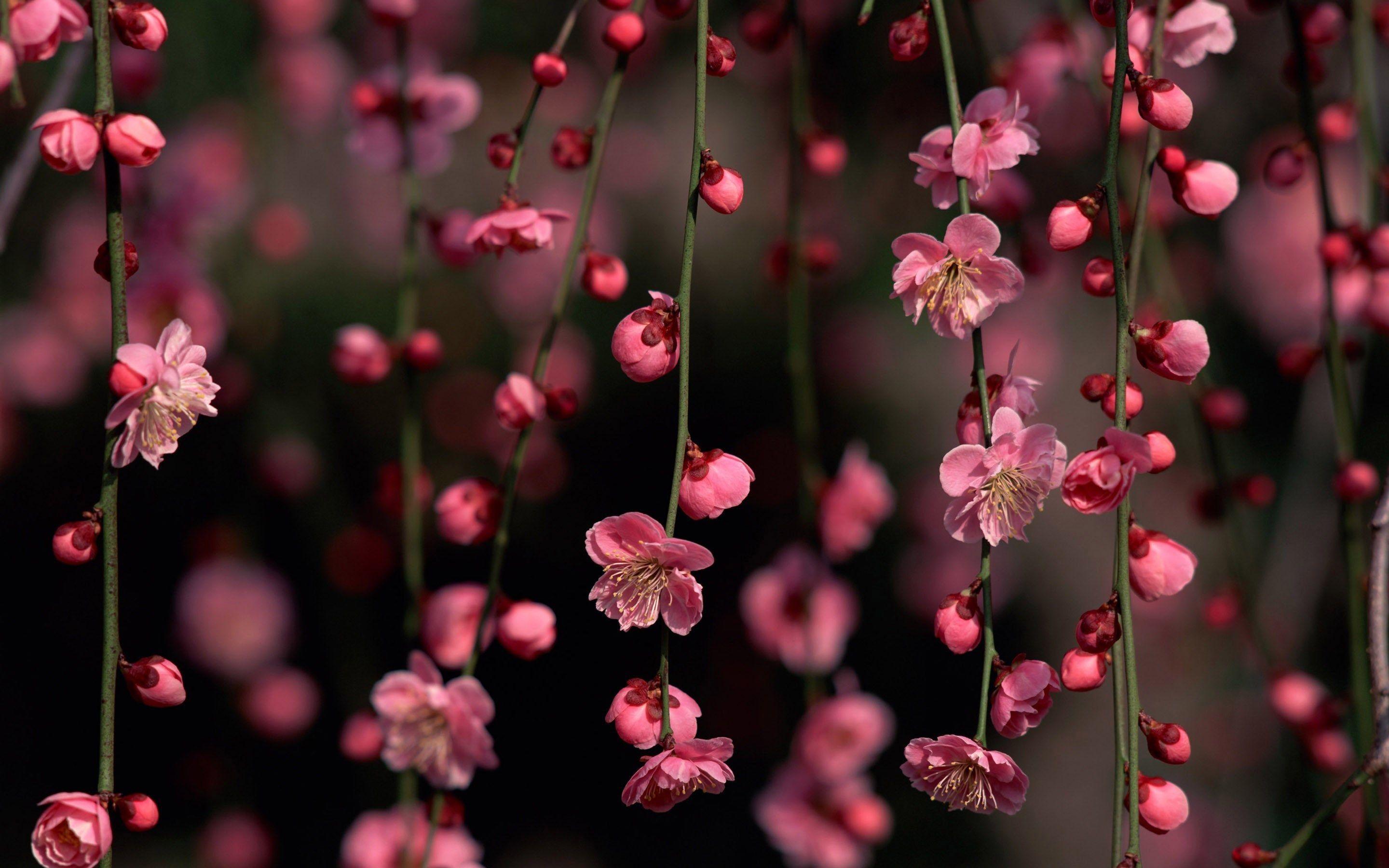 Pink Cherry Blossom Wallpapers - Top Free Pink Cherry Blossom ...