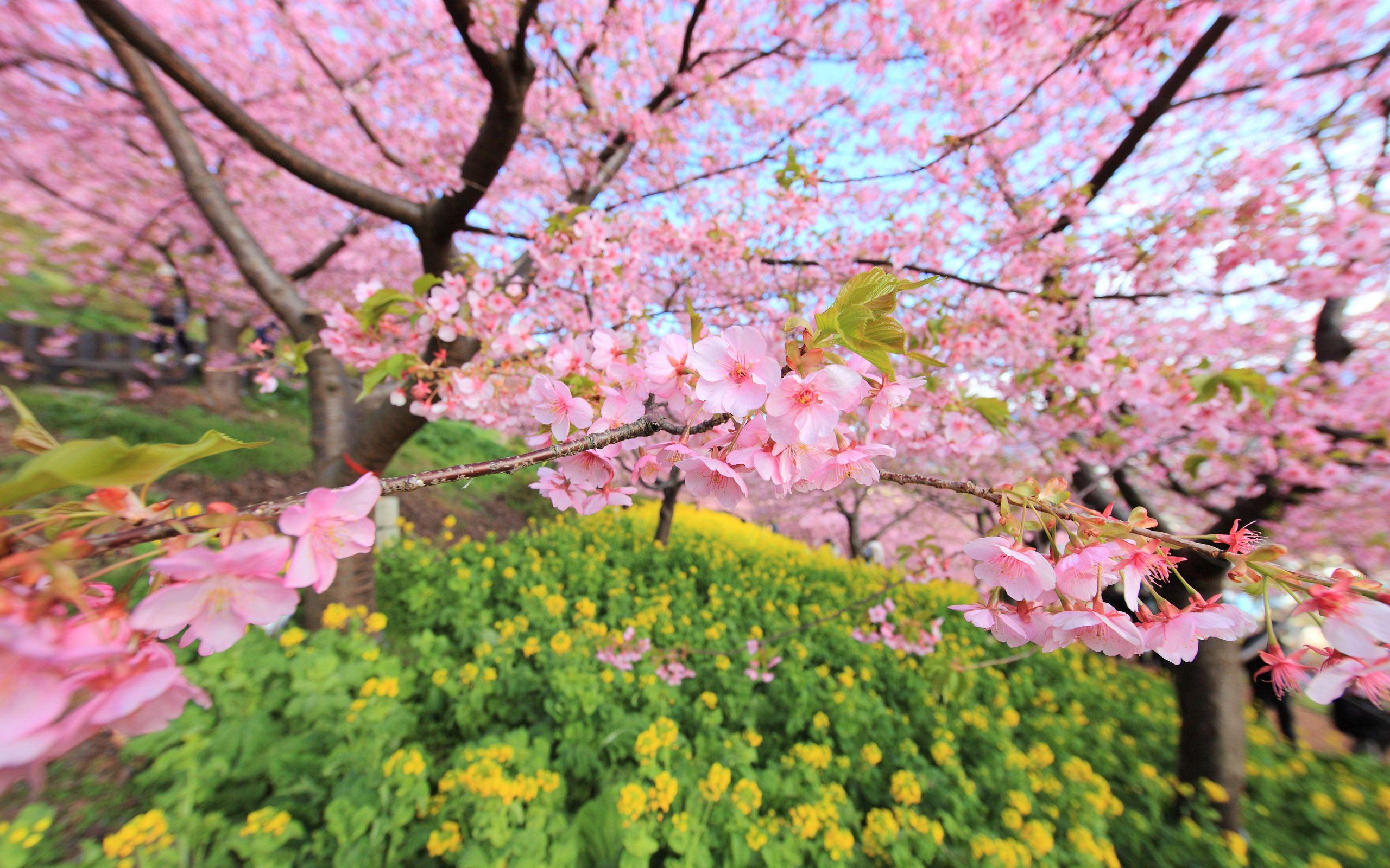2560x1600 Cherry Blossom HD Wallpaper, Background Image