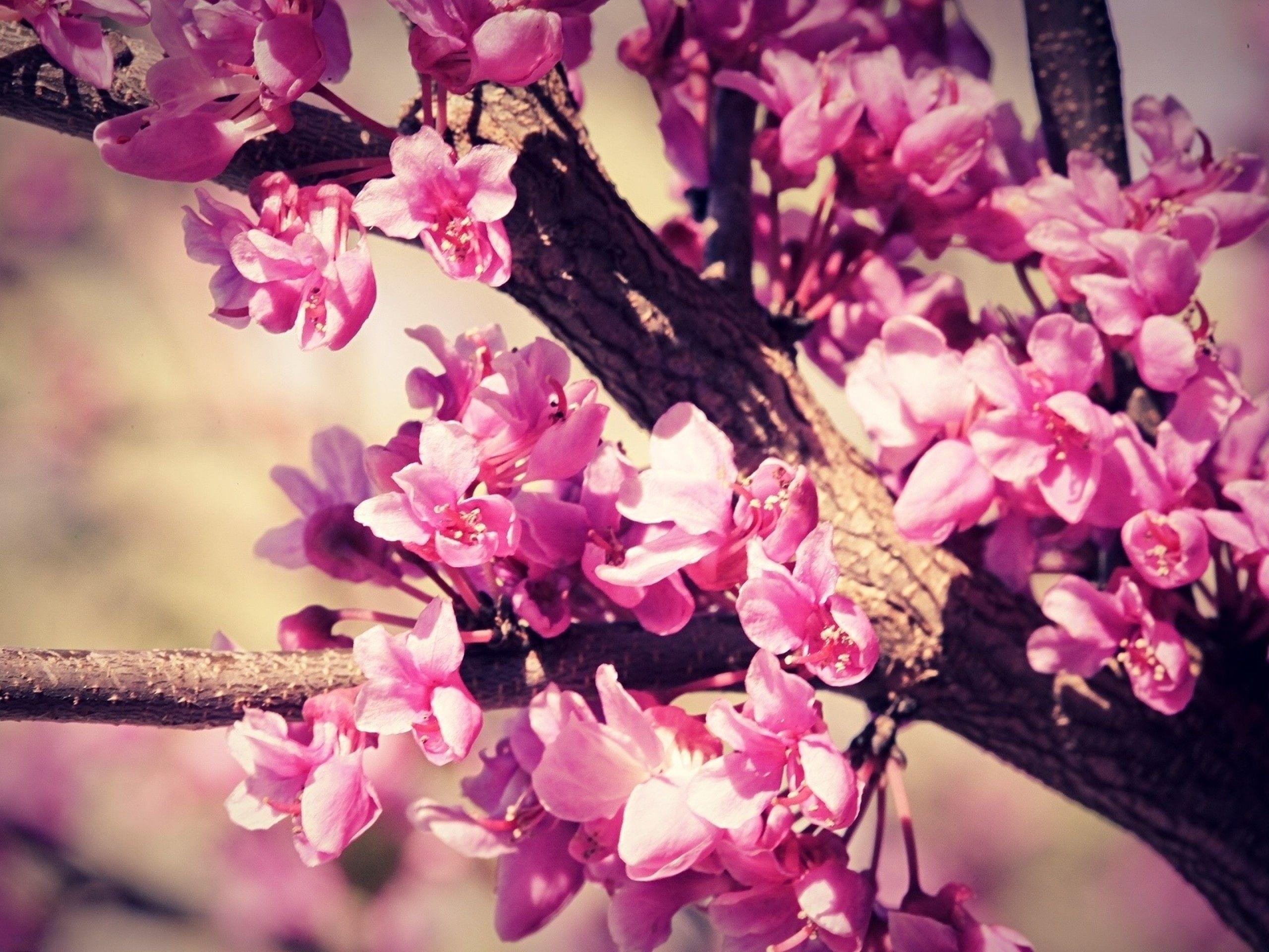 2560x1920 Cherry Blossom Tree Wallpaper