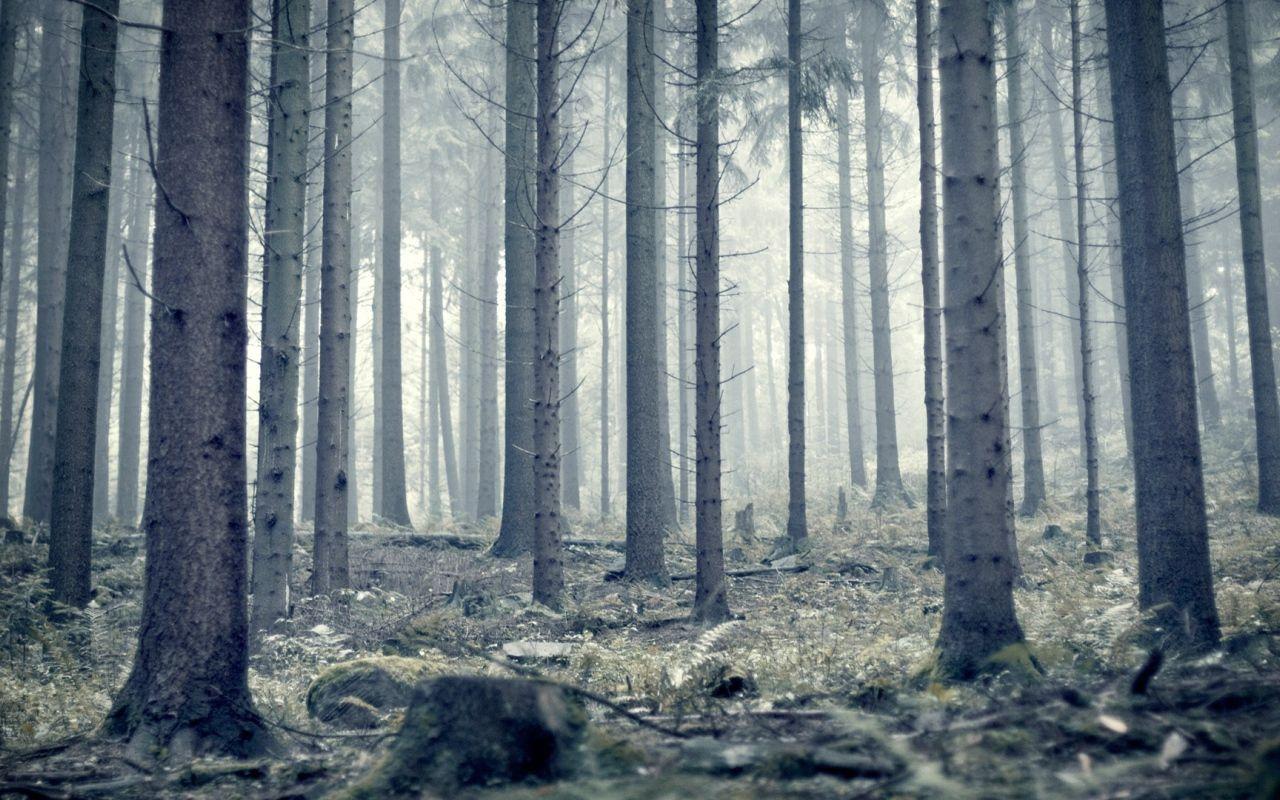 Gray Forest Wallpapers - Top Free Gray Forest Backgrounds - WallpaperAccess