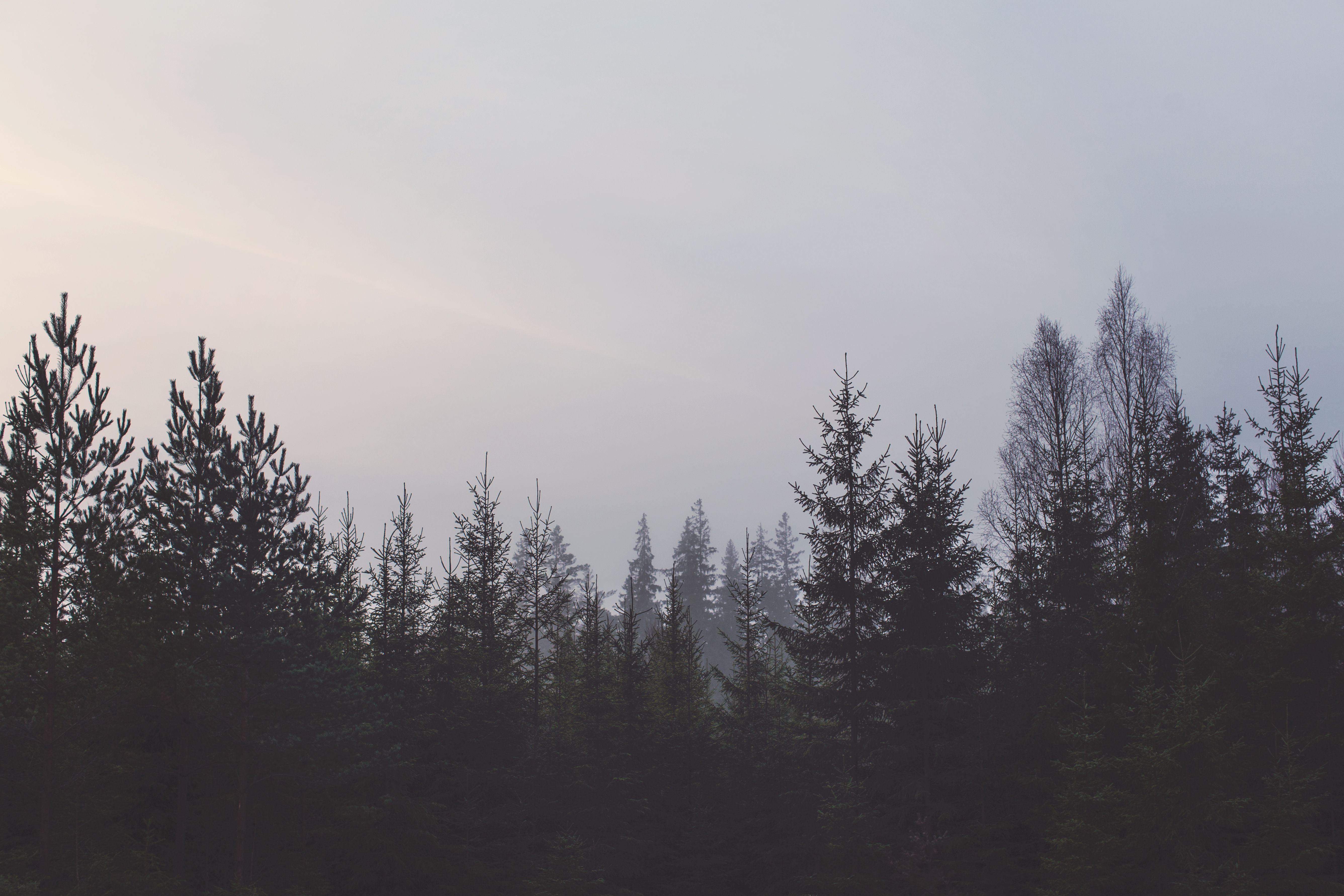Gray Forest Wallpapers - Top Free Gray Forest Backgrounds - WallpaperAccess