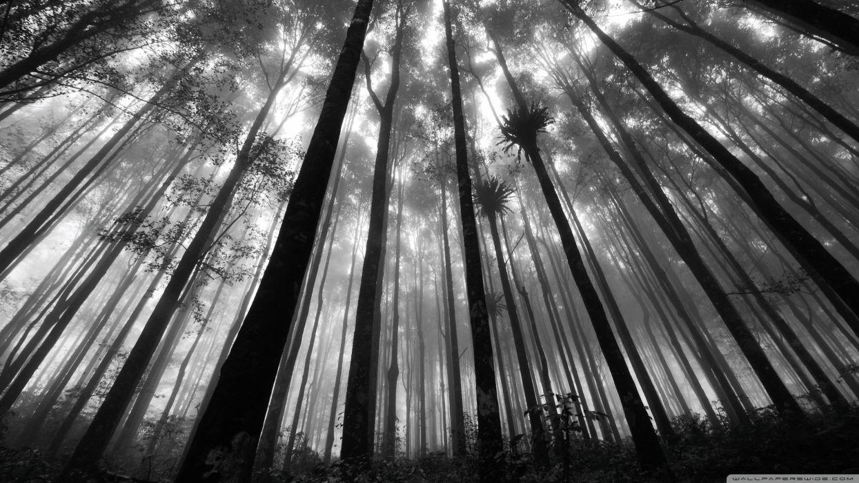 Gray Forest Wallpapers - Top Free Gray Forest Backgrounds - WallpaperAccess