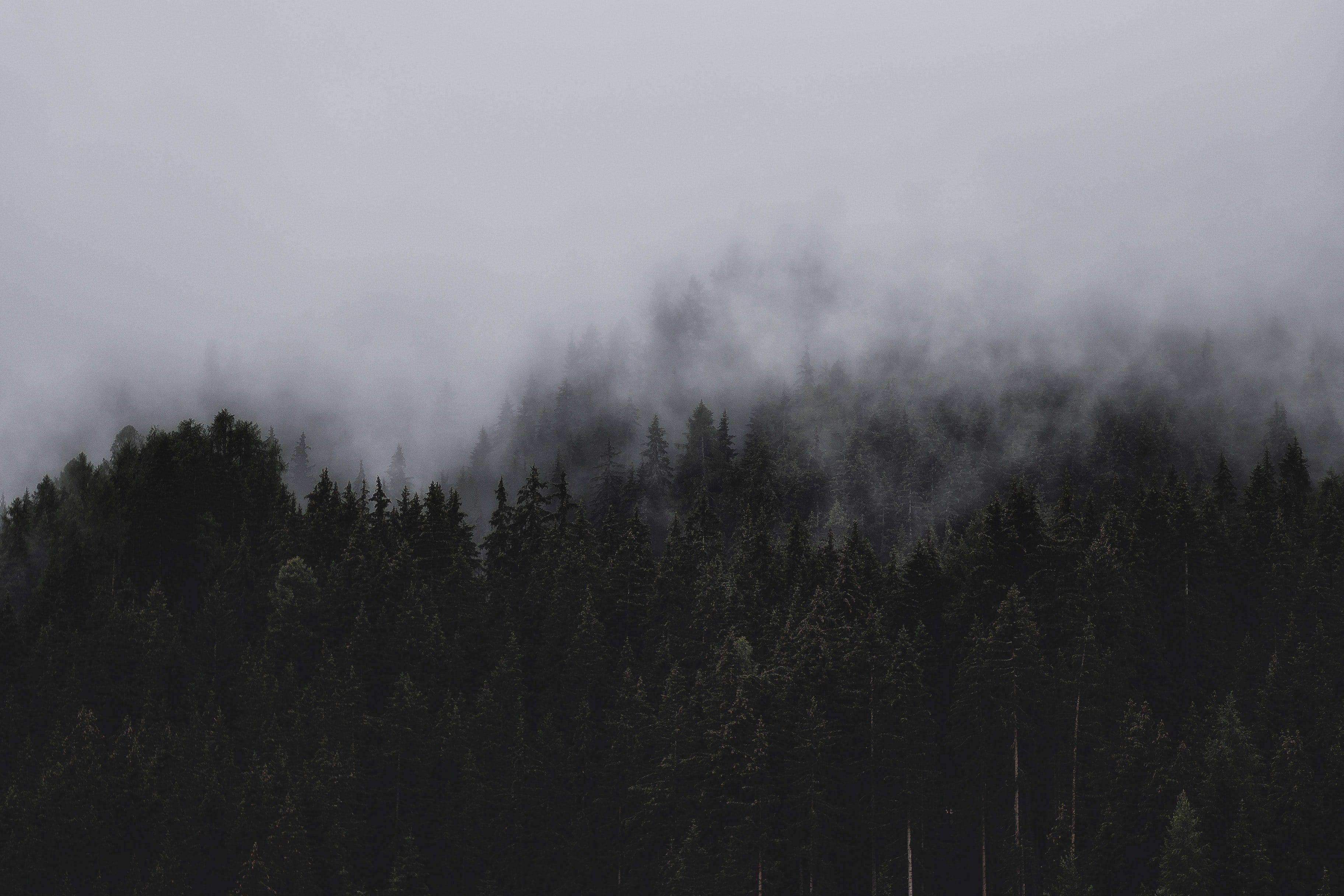 Gray Forest Wallpapers - Top Free Gray Forest Backgrounds - WallpaperAccess