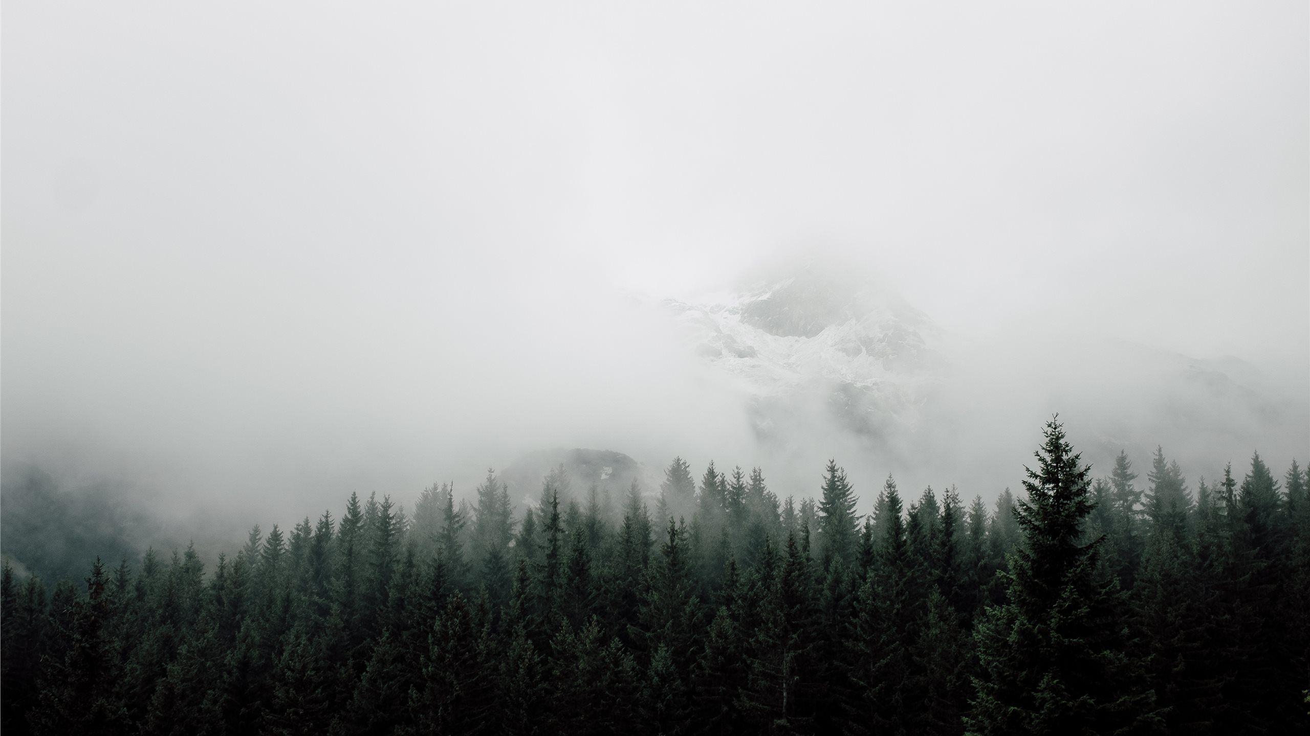 Gray Forest Wallpapers - Top Free Gray Forest Backgrounds - WallpaperAccess