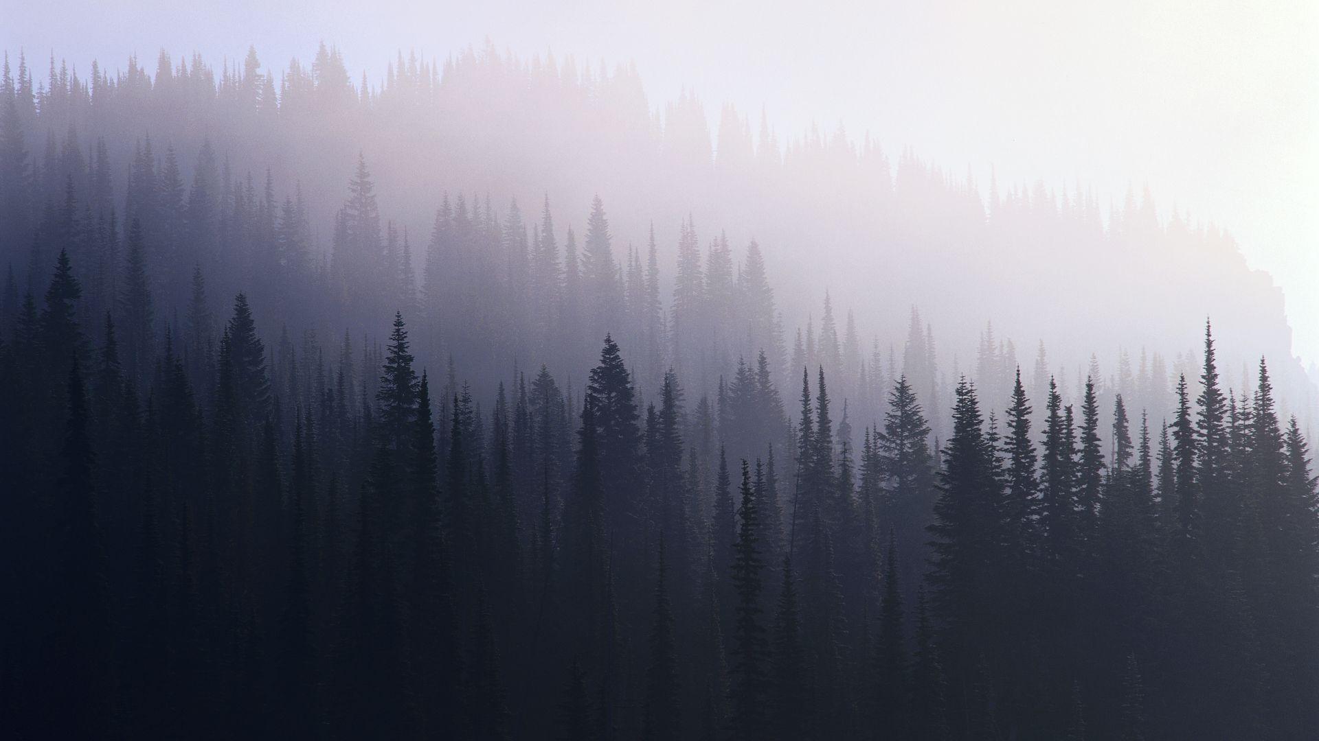 1920x1080 Free download Foggy Evergreen Forest Wallpaper Landscapes trees wallpaper [1920x1080] for your Desktop, Mobile & Tablet. Explore Foggy Forest Wallpaper. Forest Wallpaper for Computer, Beautiful Forest Wallpaper, Fog Forest Wallpaper