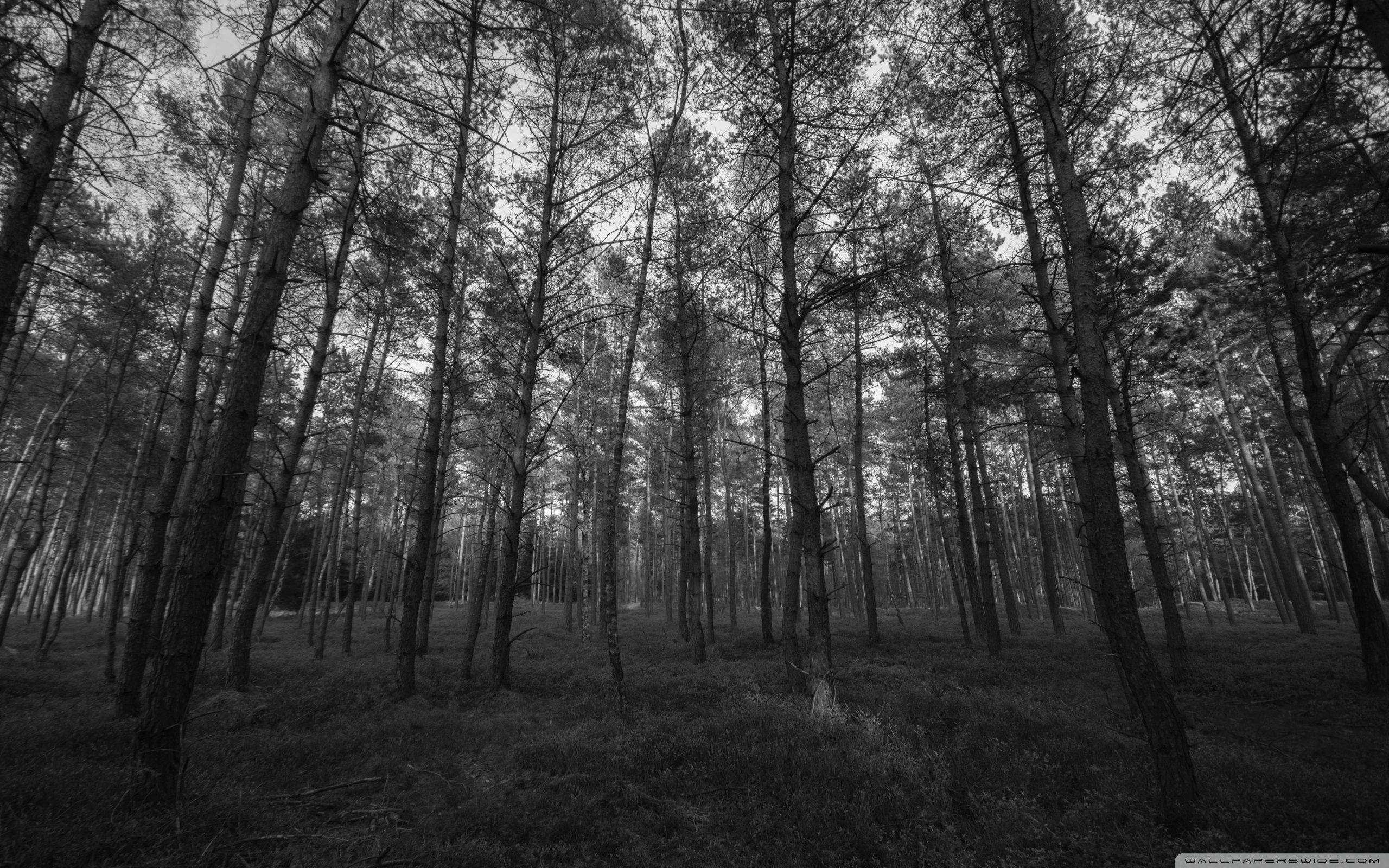 Gray Forest Wallpapers - Top Free Gray Forest Backgrounds - WallpaperAccess