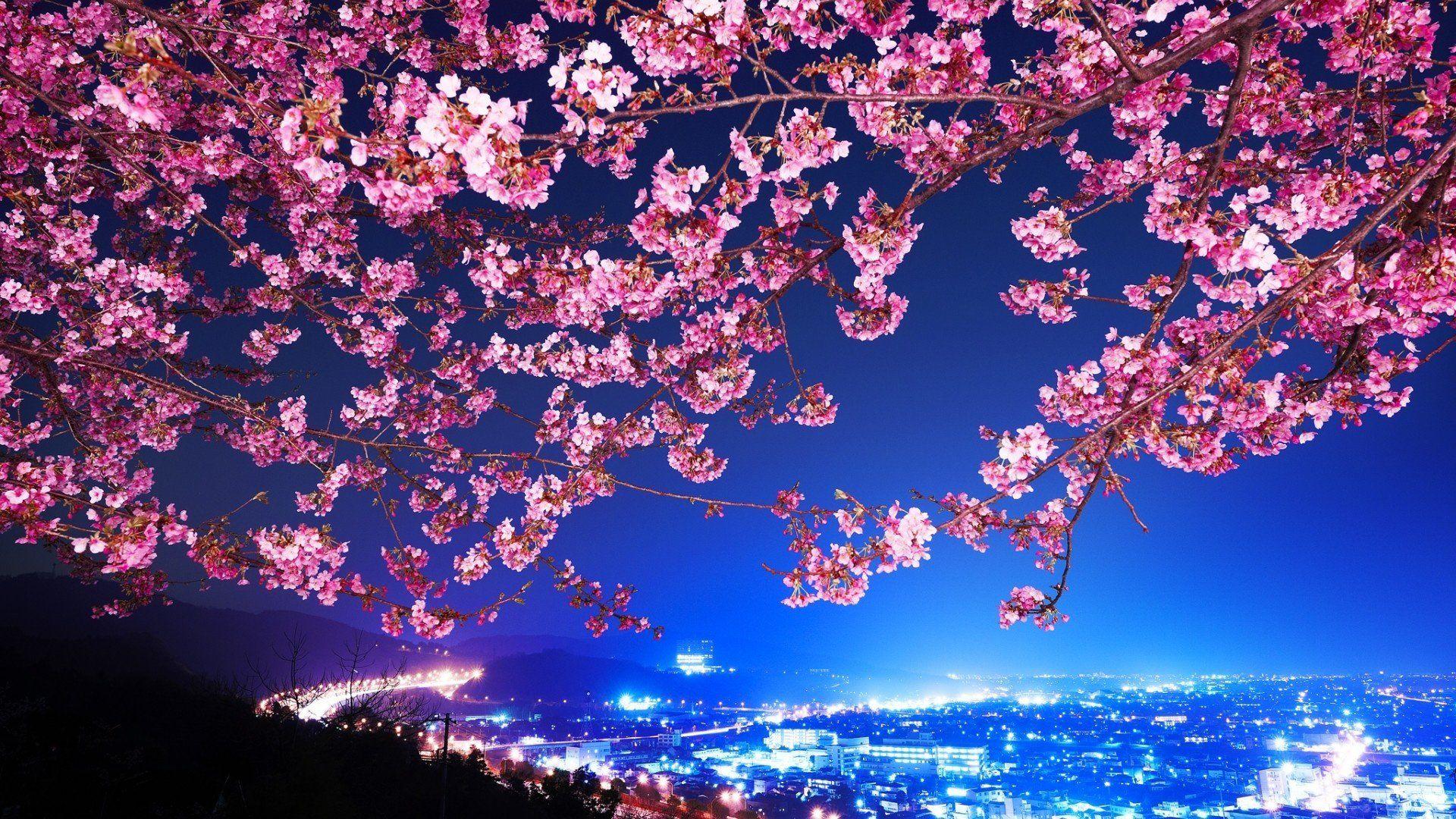 1920x1080 Pink Cherry Blossom 869463 https://wallpaperaccess.com/full/33913.jpg