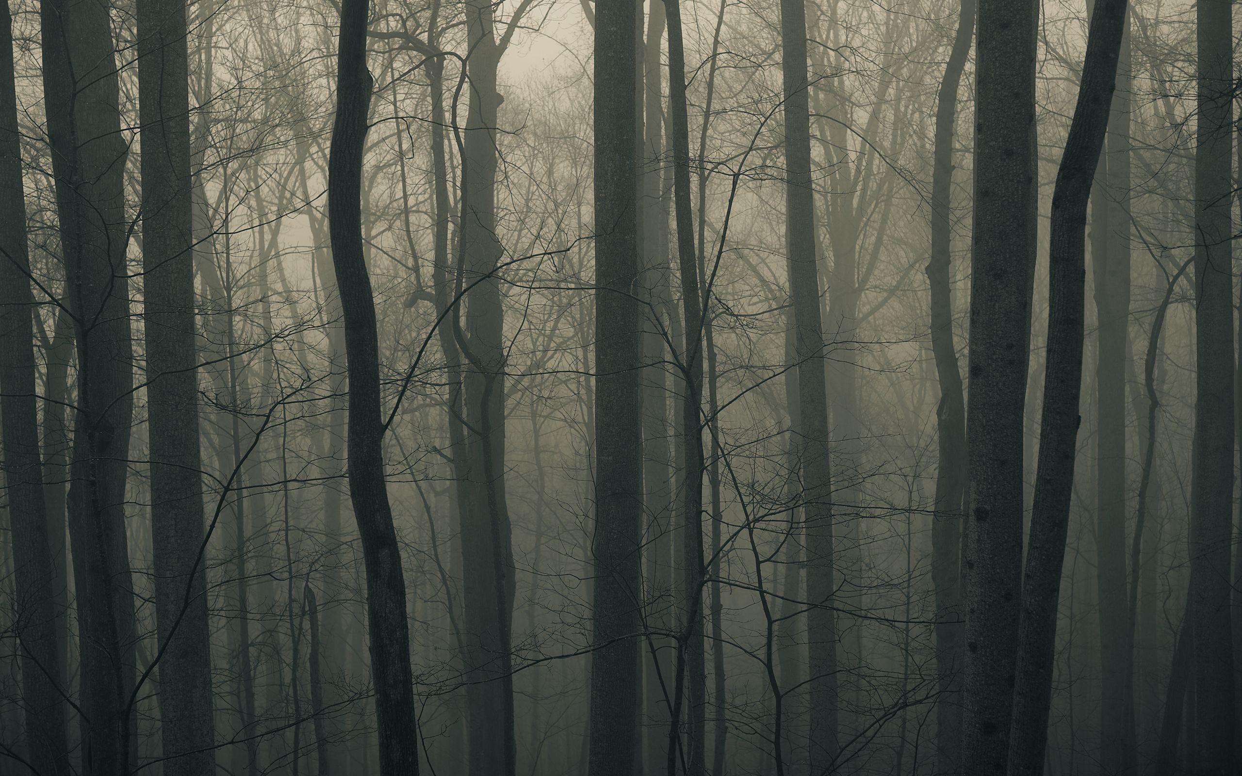 Gray Forest Wallpapers - Top Free Gray Forest Backgrounds - WallpaperAccess