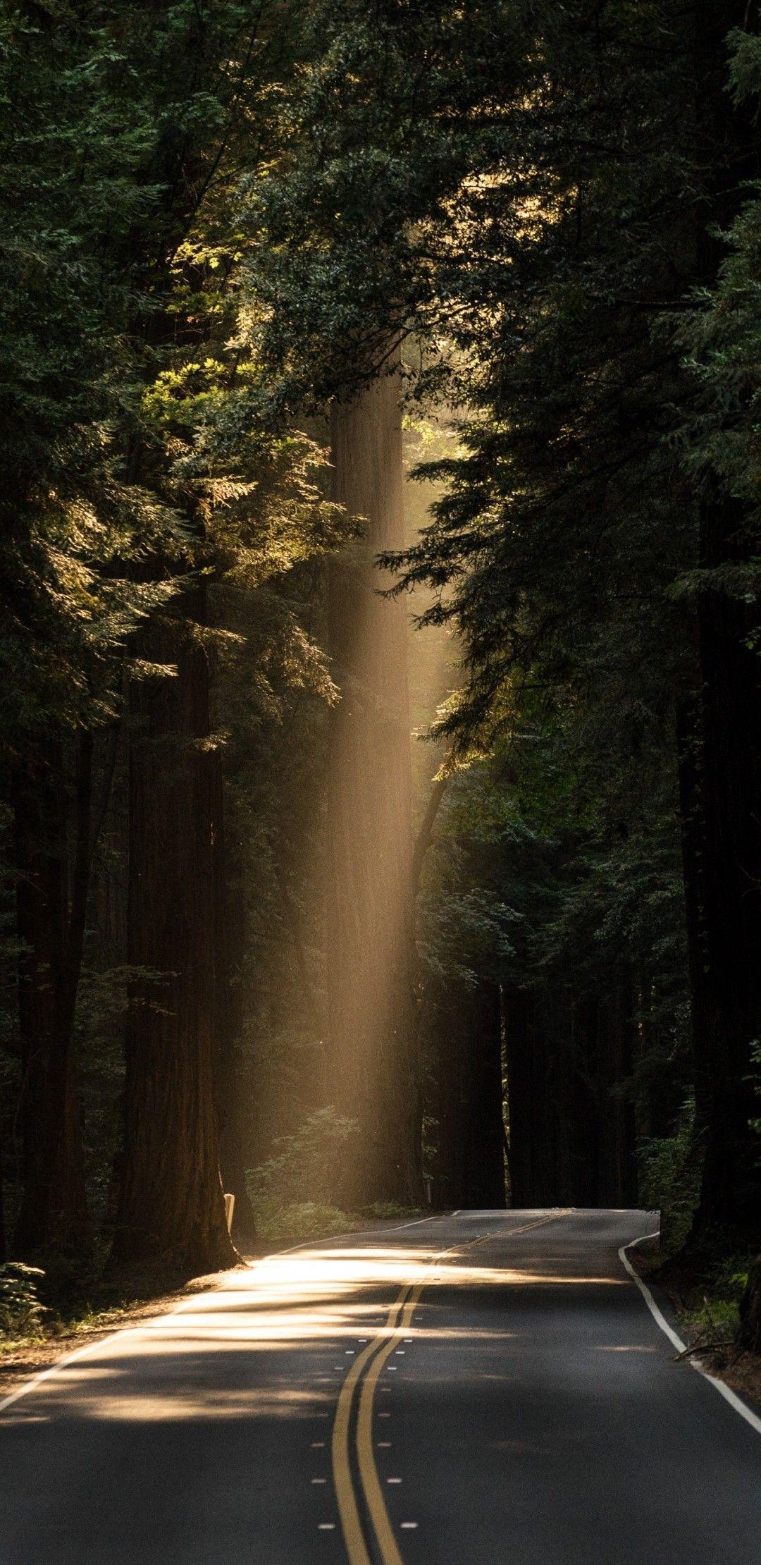 1080x2220 Conifer Daylight Evergreen Forest Highway - [1080x2220]