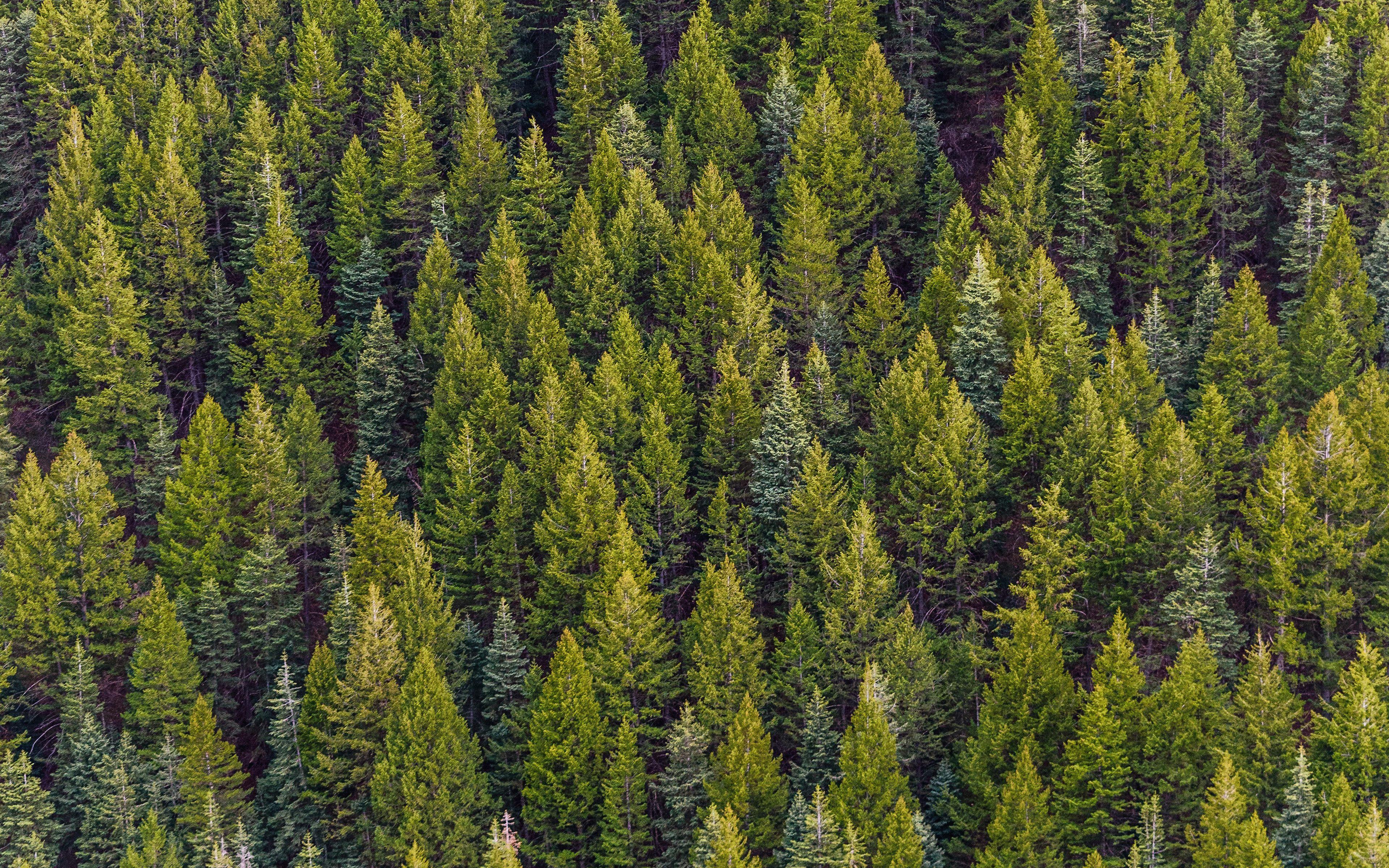 Evergreen Forest Wallpapers - Top Free Evergreen Forest Backgrounds