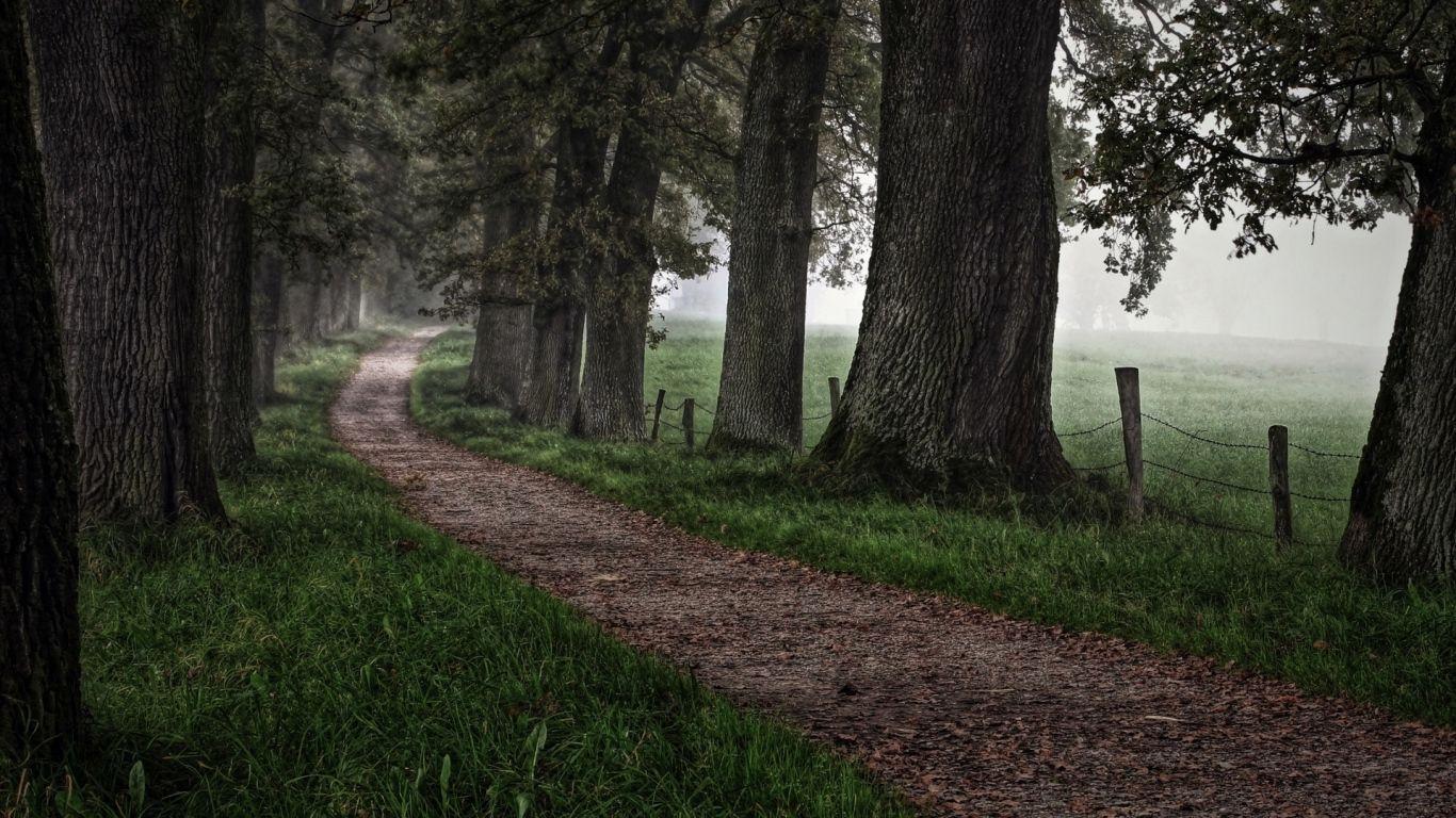 1366x768 Wallpaper road, grass, trees, forest, fog. Tree forest