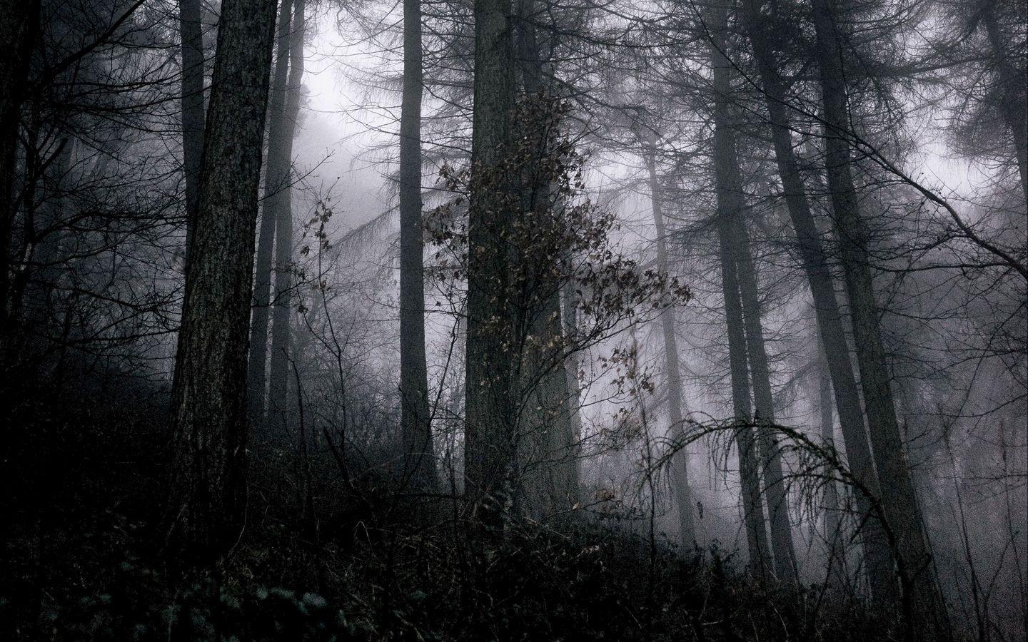 Gray Forest Wallpapers - Top Free Gray Forest Backgrounds - WallpaperAccess