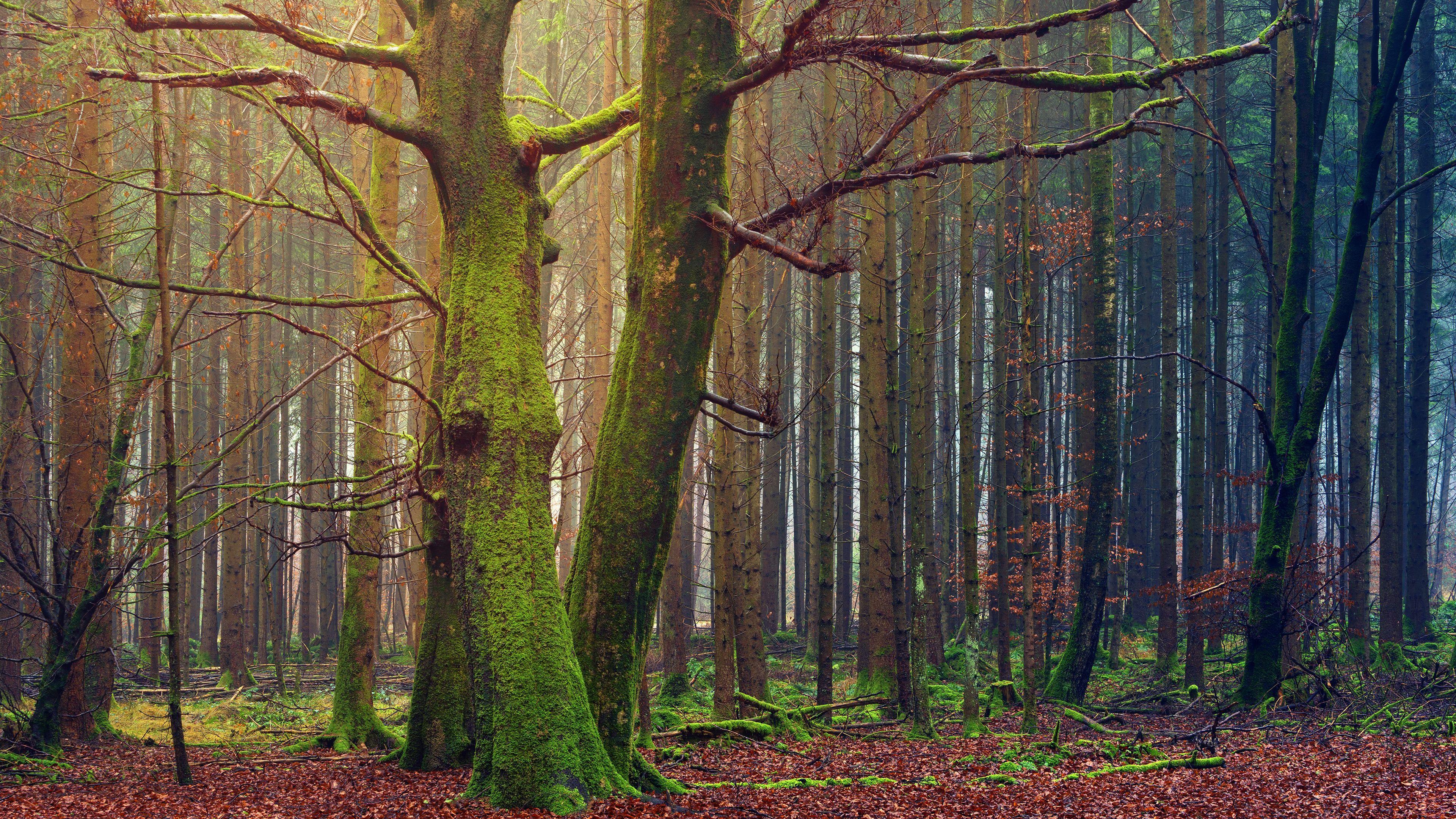 3840x2160 Fairytale Trees Laptop Background