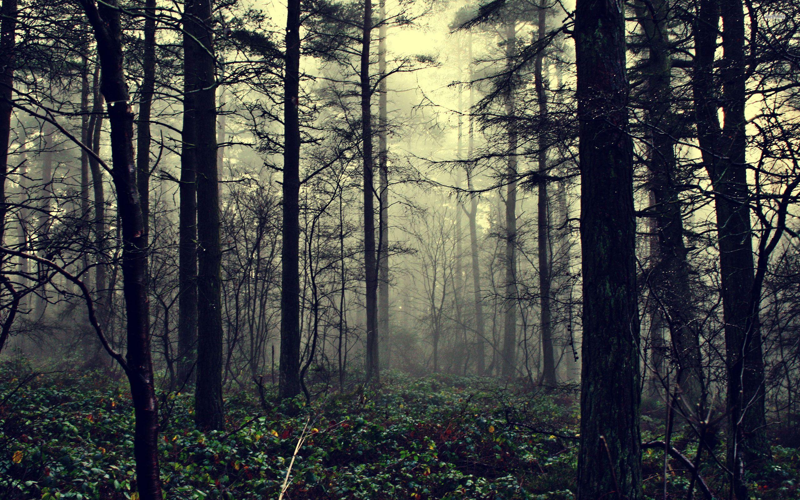 Gray Forest Wallpapers - Top Free Gray Forest Backgrounds - WallpaperAccess