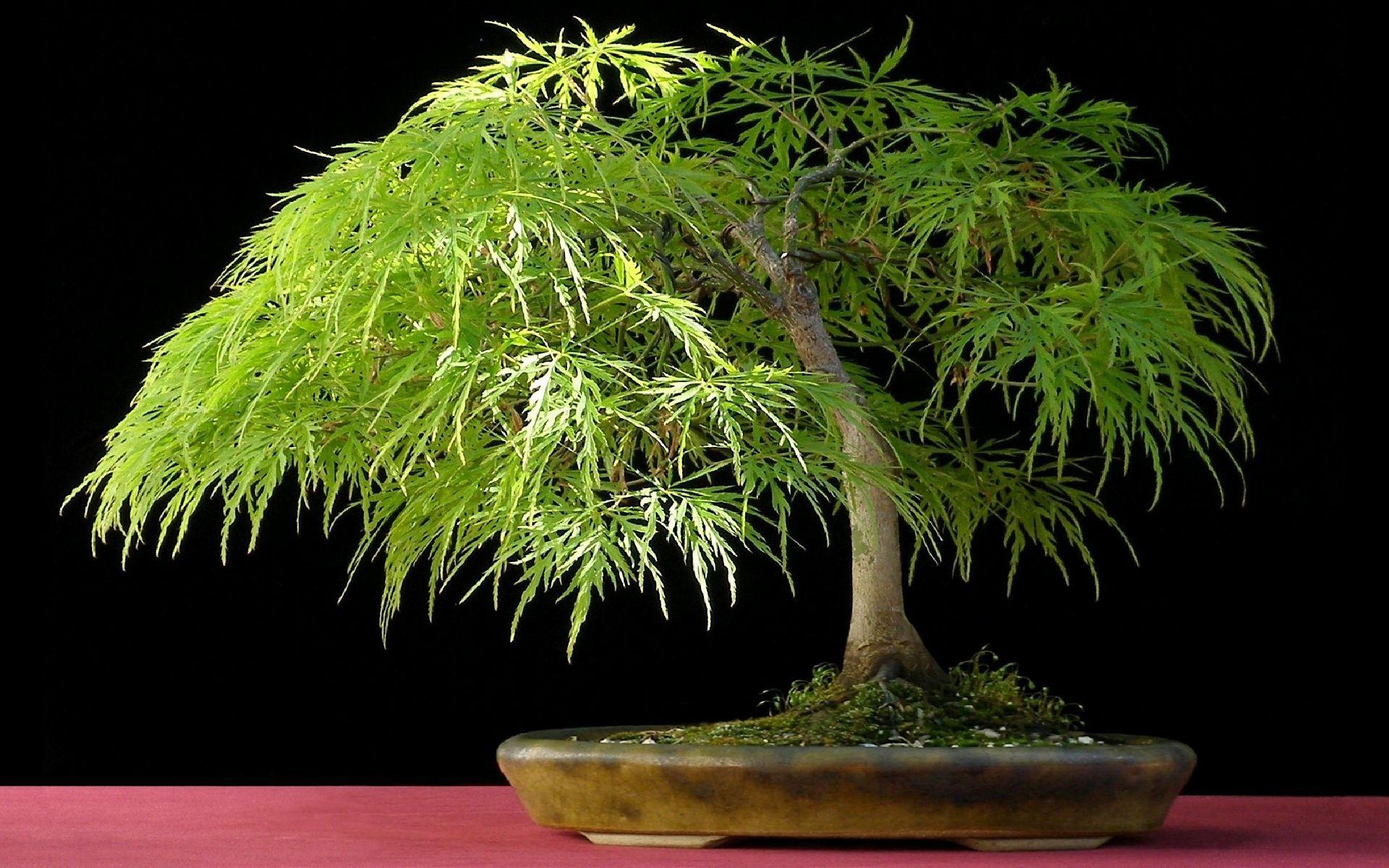 Japanese Bonsai Wallpapers - Top Free Japanese Bonsai Backgrounds ...