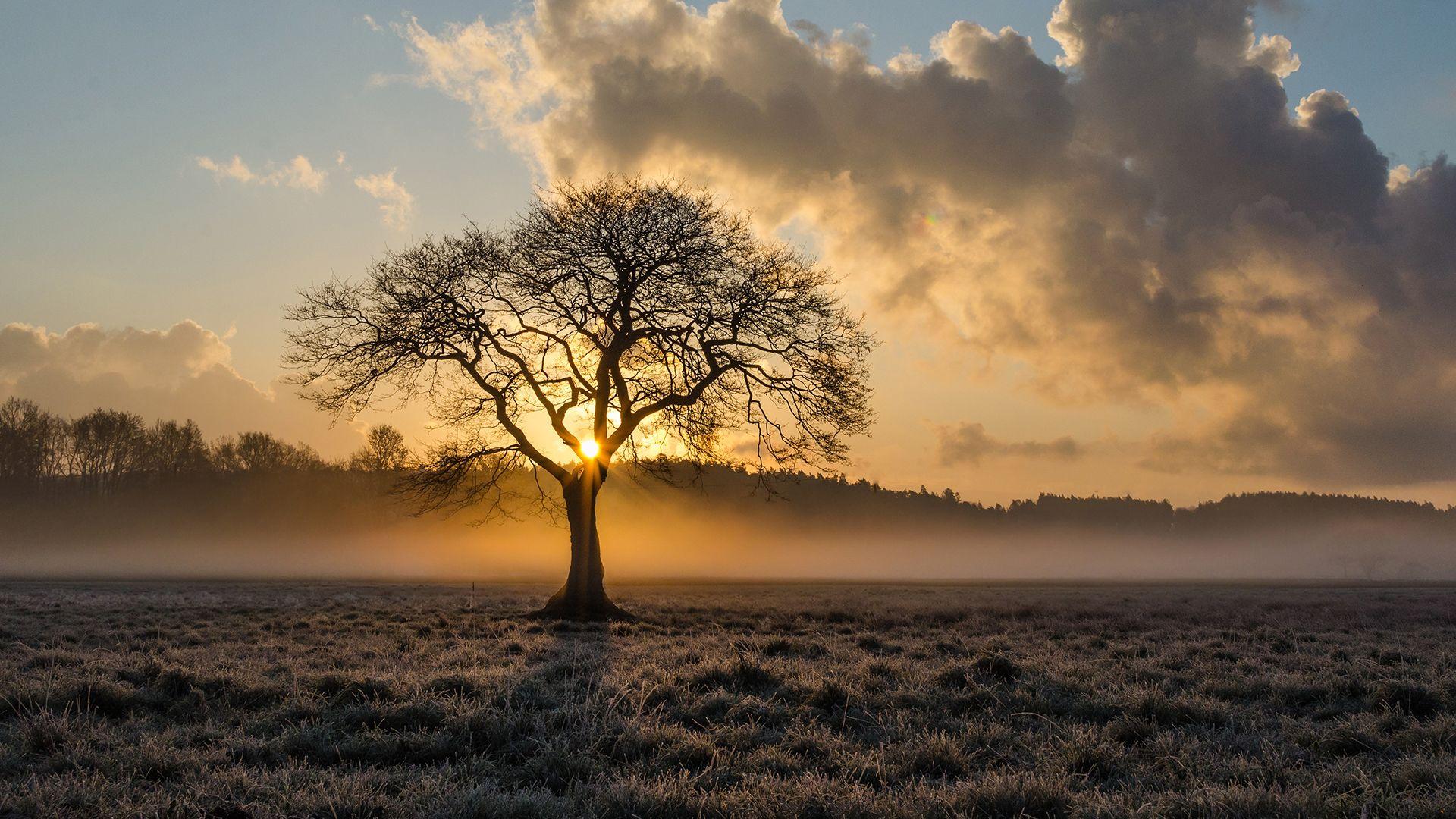 1920x1080 4K Lone Tree Wallpaper HD
