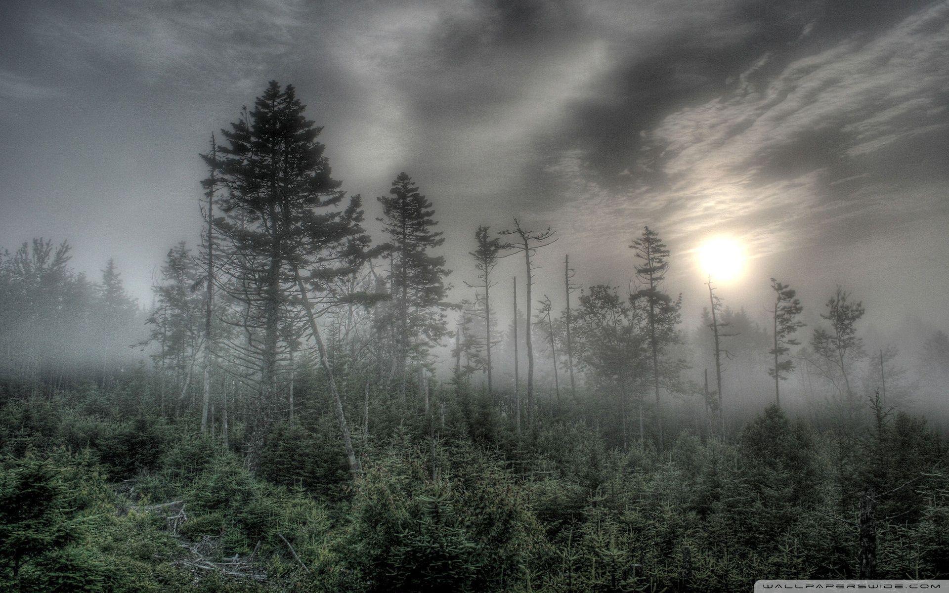 1920x1200 Forest Fog Wallpaper