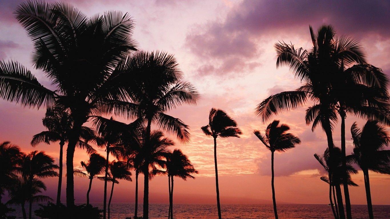 1366x768 Download 1366x768 Sunset, Palm Trees, Clouds, Scenery, Red Sky