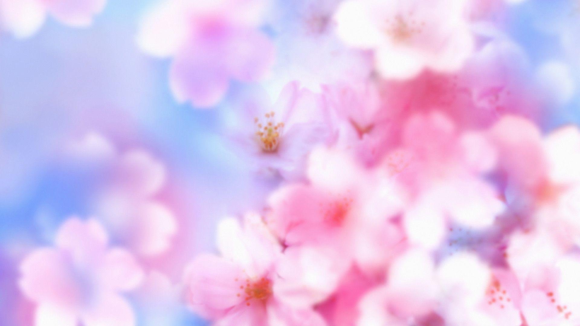 1920x1080 Miễn phí 1920x1080 Hình nền hoa anh đào hồng Full HD 1080p Nền https://wallpaperaccess.com/full/33915.jpg