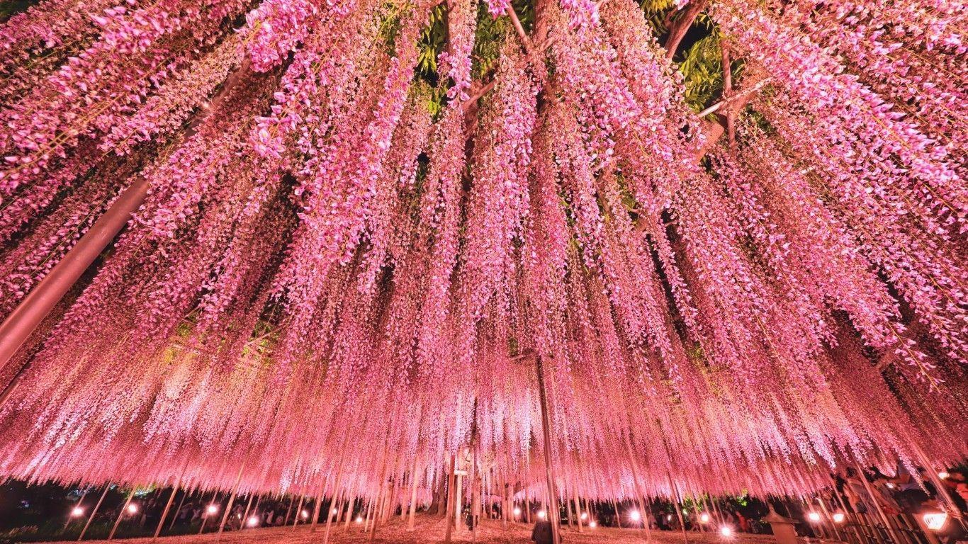1366x768 Download 1366x768 Japan Tokyo, Wisteria Festival, Pink Tree