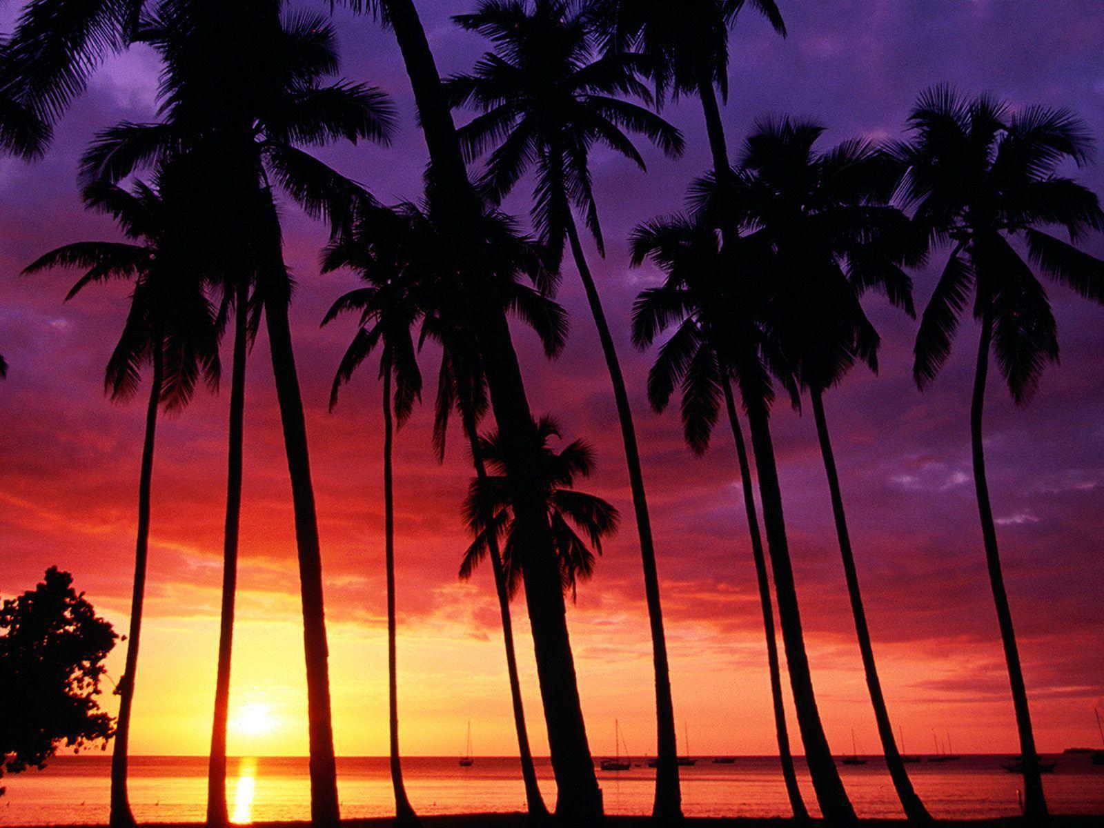 1600x1200 Sunset Spectacular In Tropical Islands (id: 180466). Beach sunset wallpaper, Palm tree sunset, Sunset wallpaper