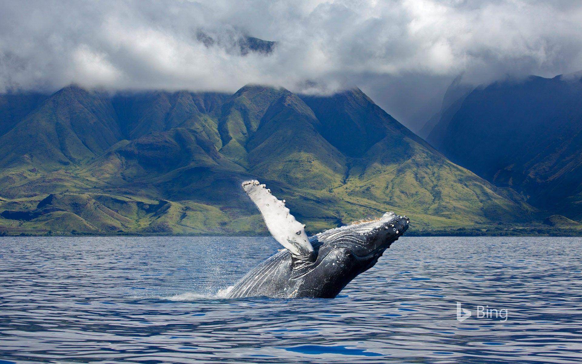 1920x1200 A humpback whale off the coast of Maui, Hawaii Wallpaper