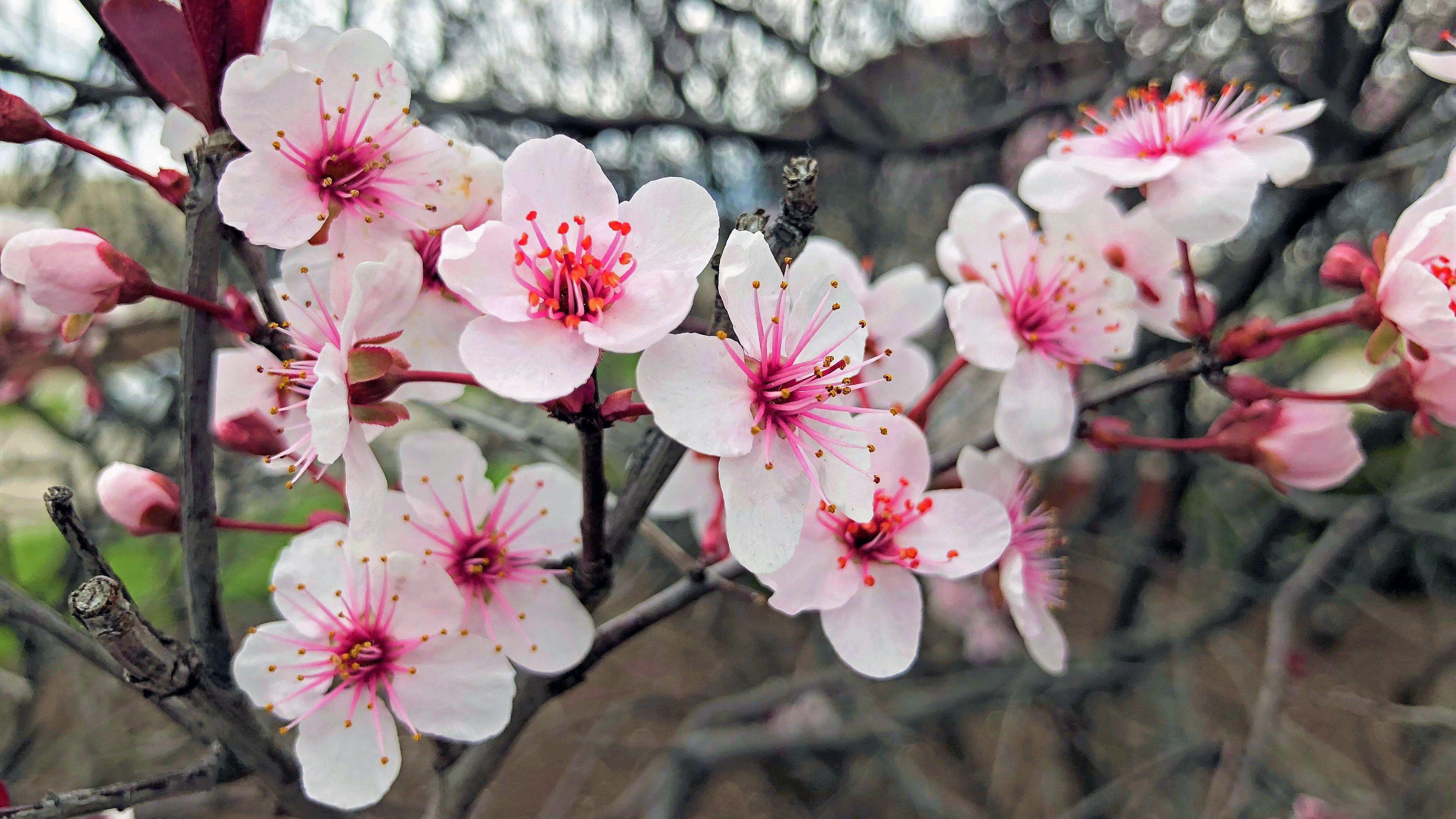 Pink Cherry Blossom Wallpapers - Top Free Pink Cherry Blossom