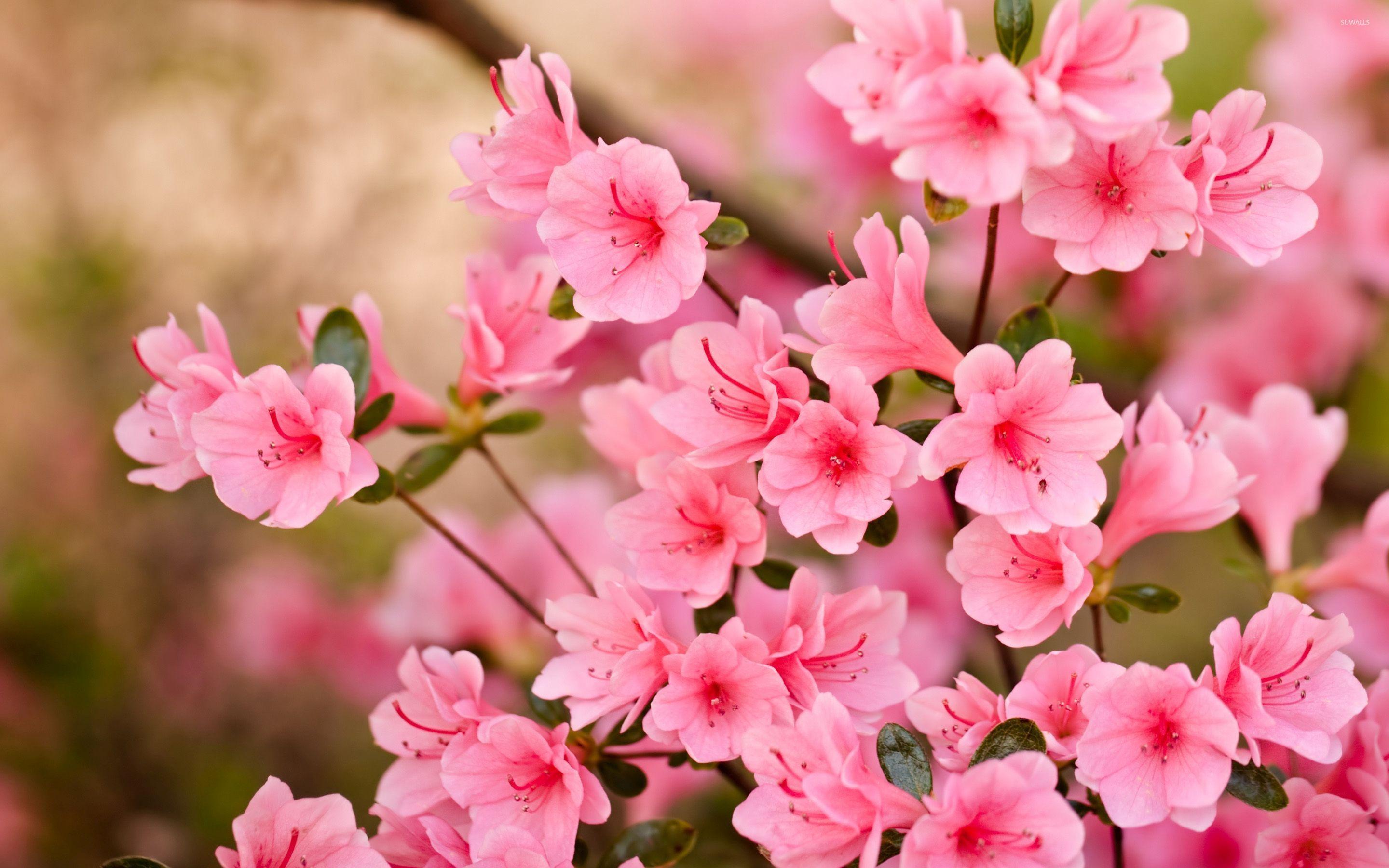 Pink Cherry Blossom Wallpapers - Top Free Pink Cherry Blossom