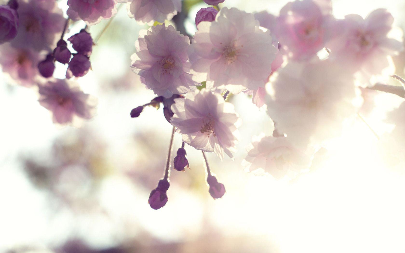 1680x1050 Cherry Blossom Wallpaper For Walls Trend 13 Download Pink Cherry