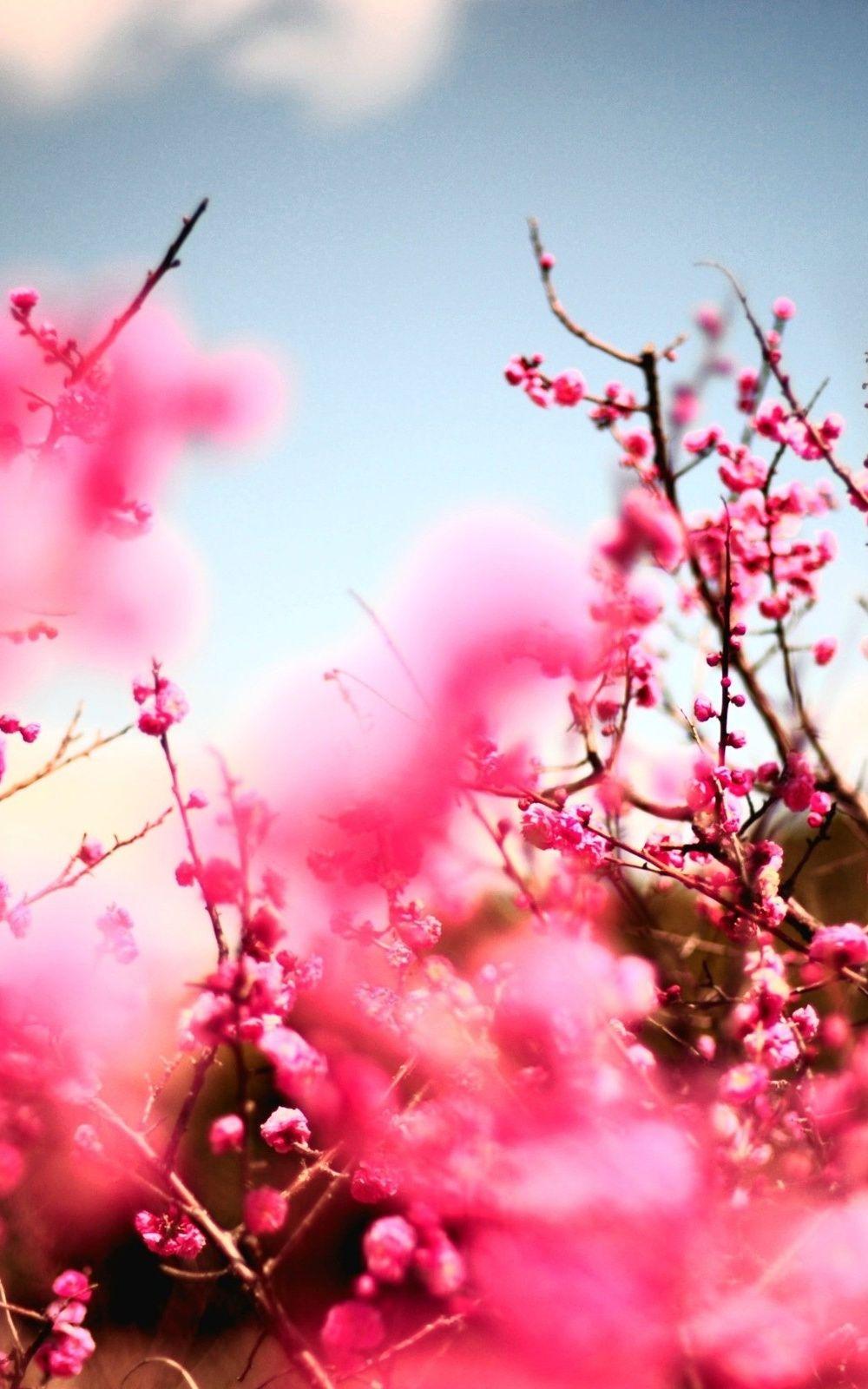 Tải xuống miễn phí Hình nền cây hoa anh đào 1000x1600 cho Android https://wallpaperaccess.com/full/33921.jpg