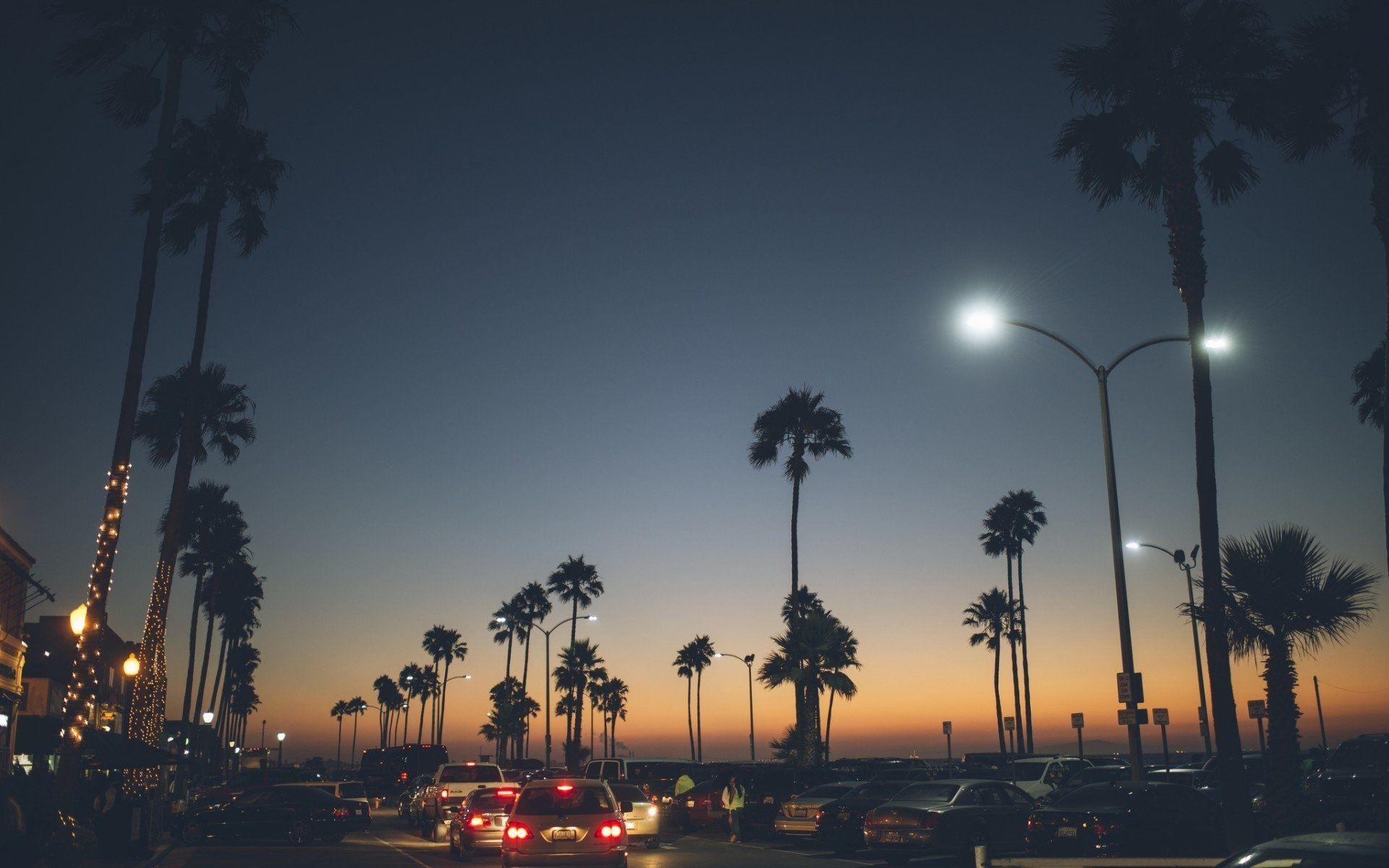 1920x1200 Cool Palm Tree Wallpaper Background