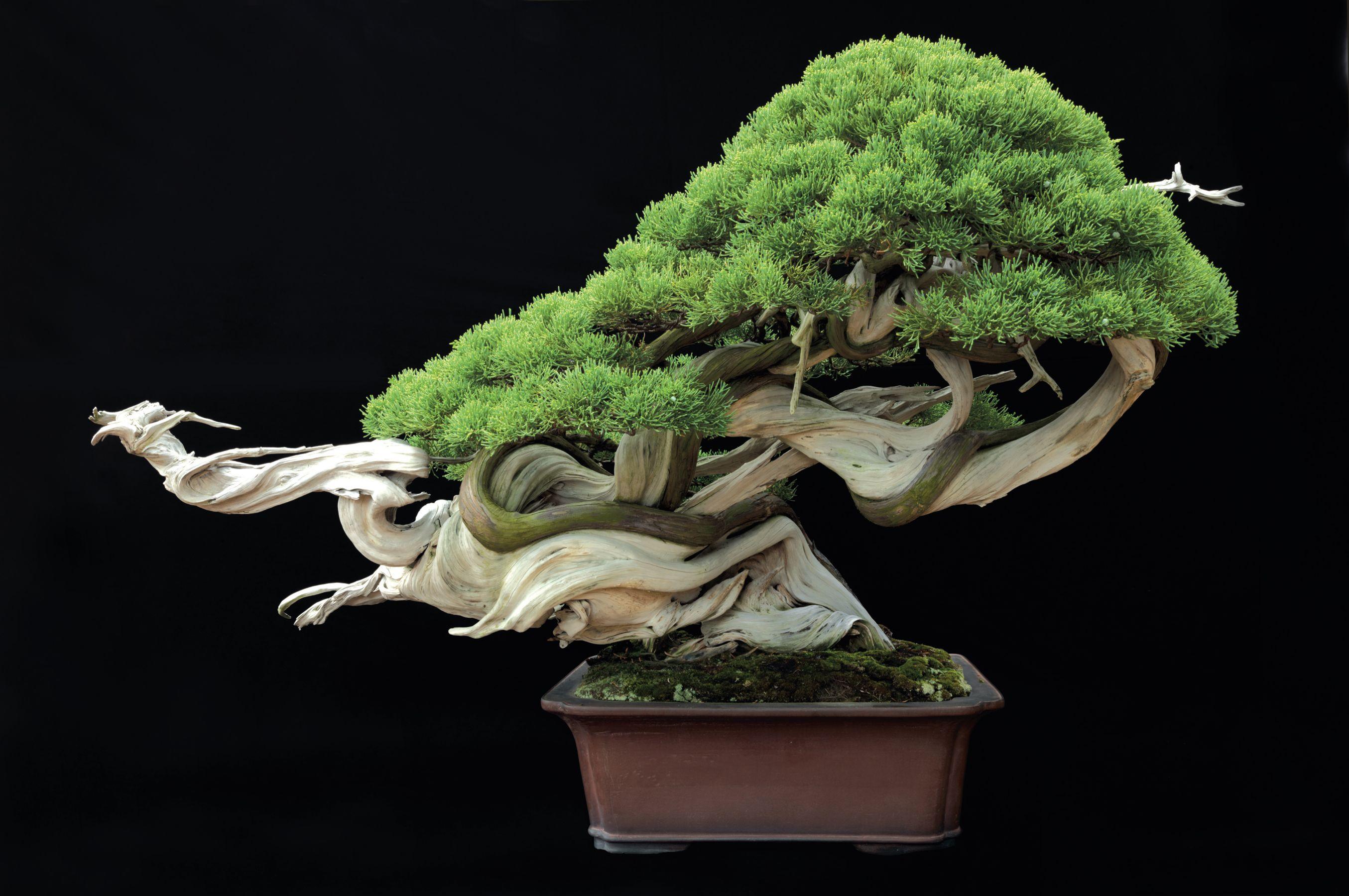 2709x1800 Sargent Juniper from the collection of Masahiko Kimura, Saitama City