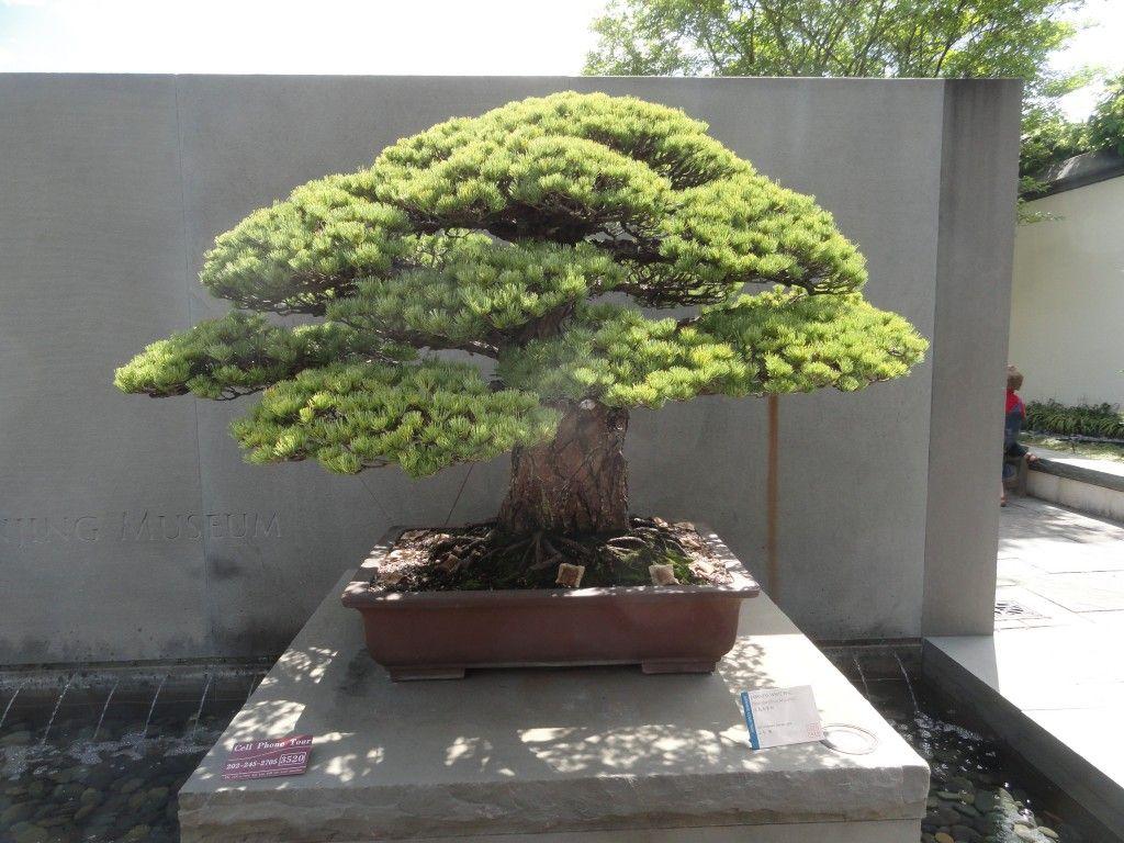 1024x768 Bonsai and Penjing