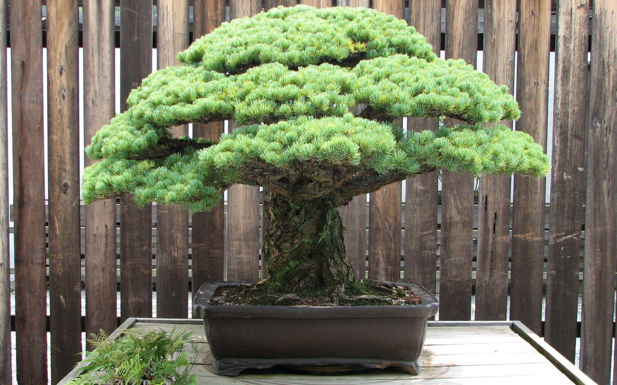 Japanese Bonsai Wallpapers - Top Free Japanese Bonsai Backgrounds