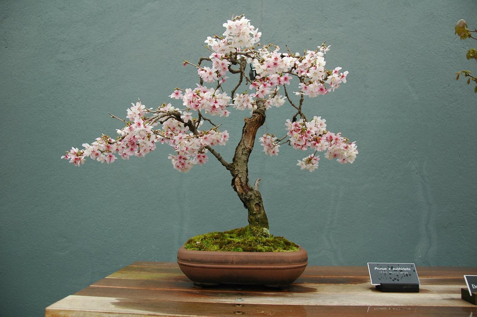 Japanese Bonsai Wallpapers Top Free Japanese Bonsai Backgrounds